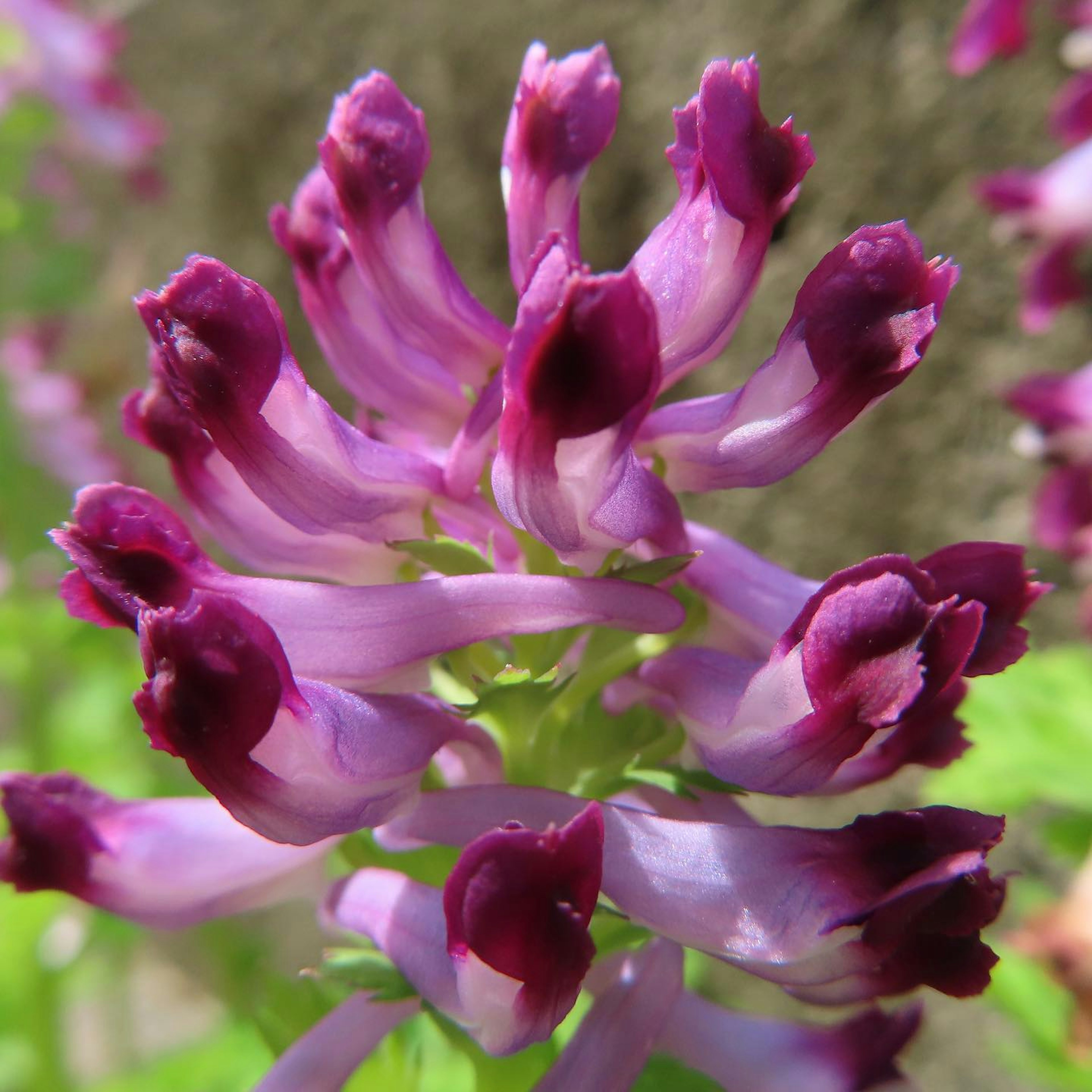 Primo piano di una pianta con grappoli di fiori viola