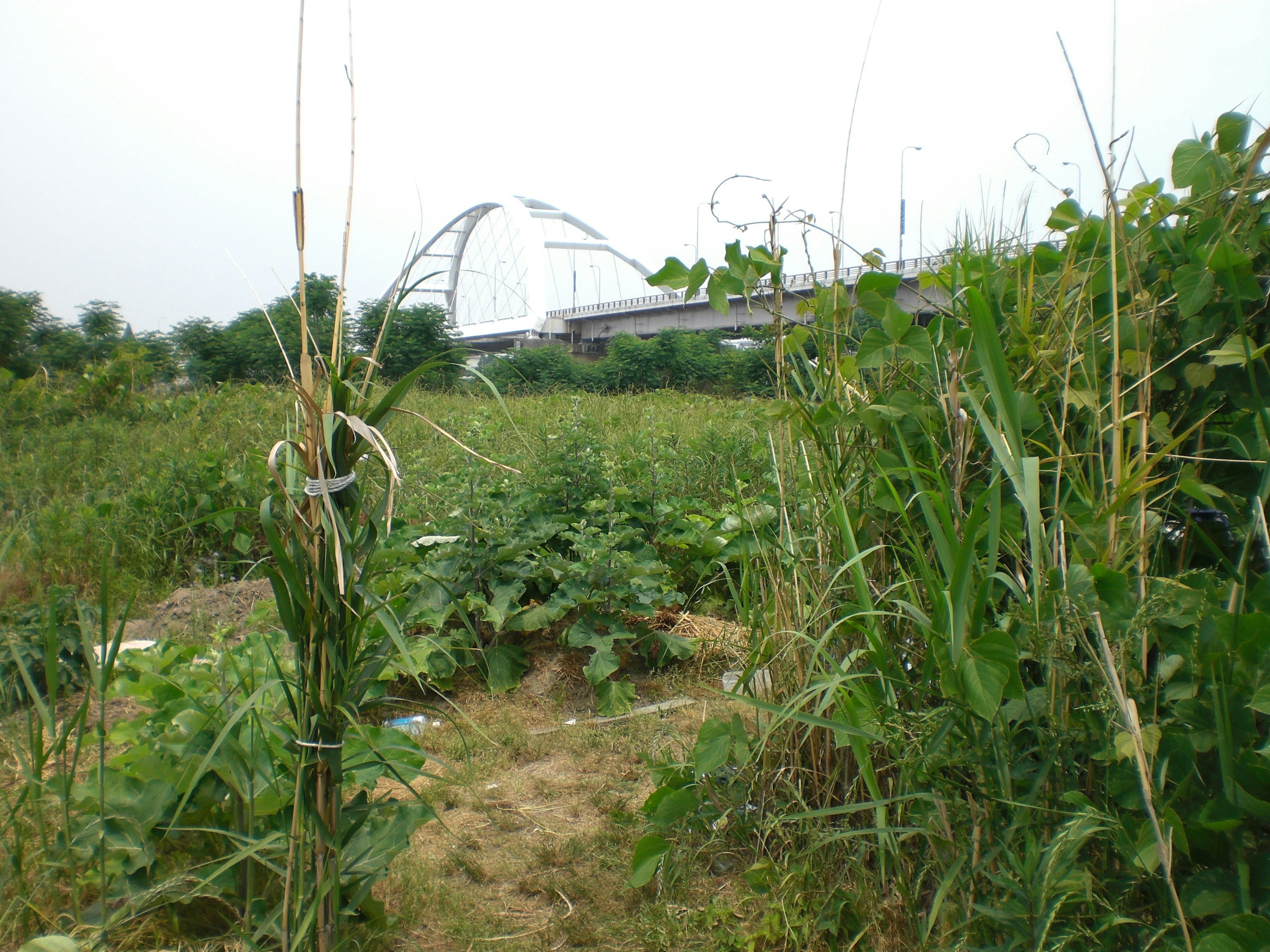 Üppige Vegetation mit einer Brücke im Hintergrund