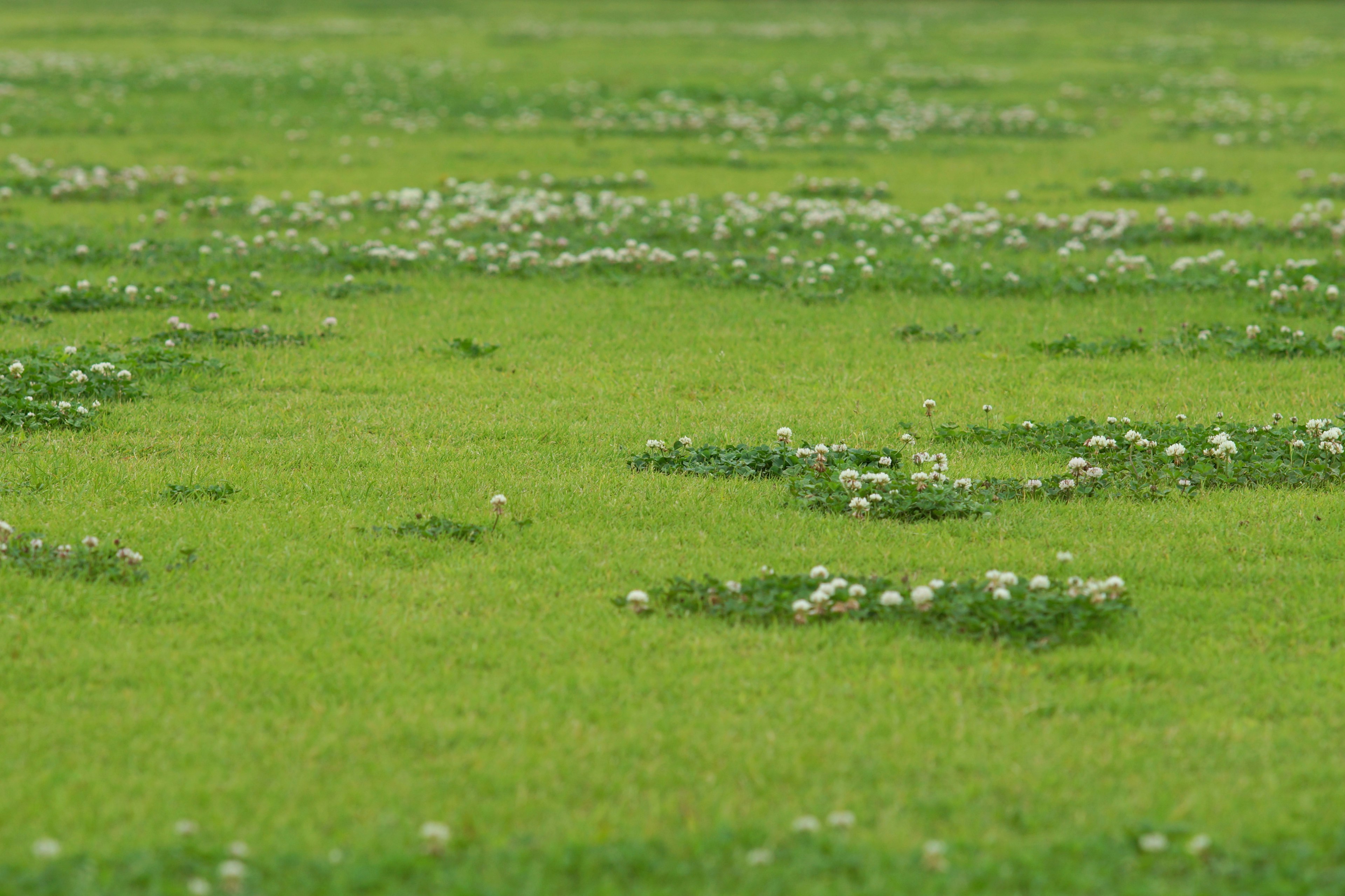 A green meadow with scattered white flowers