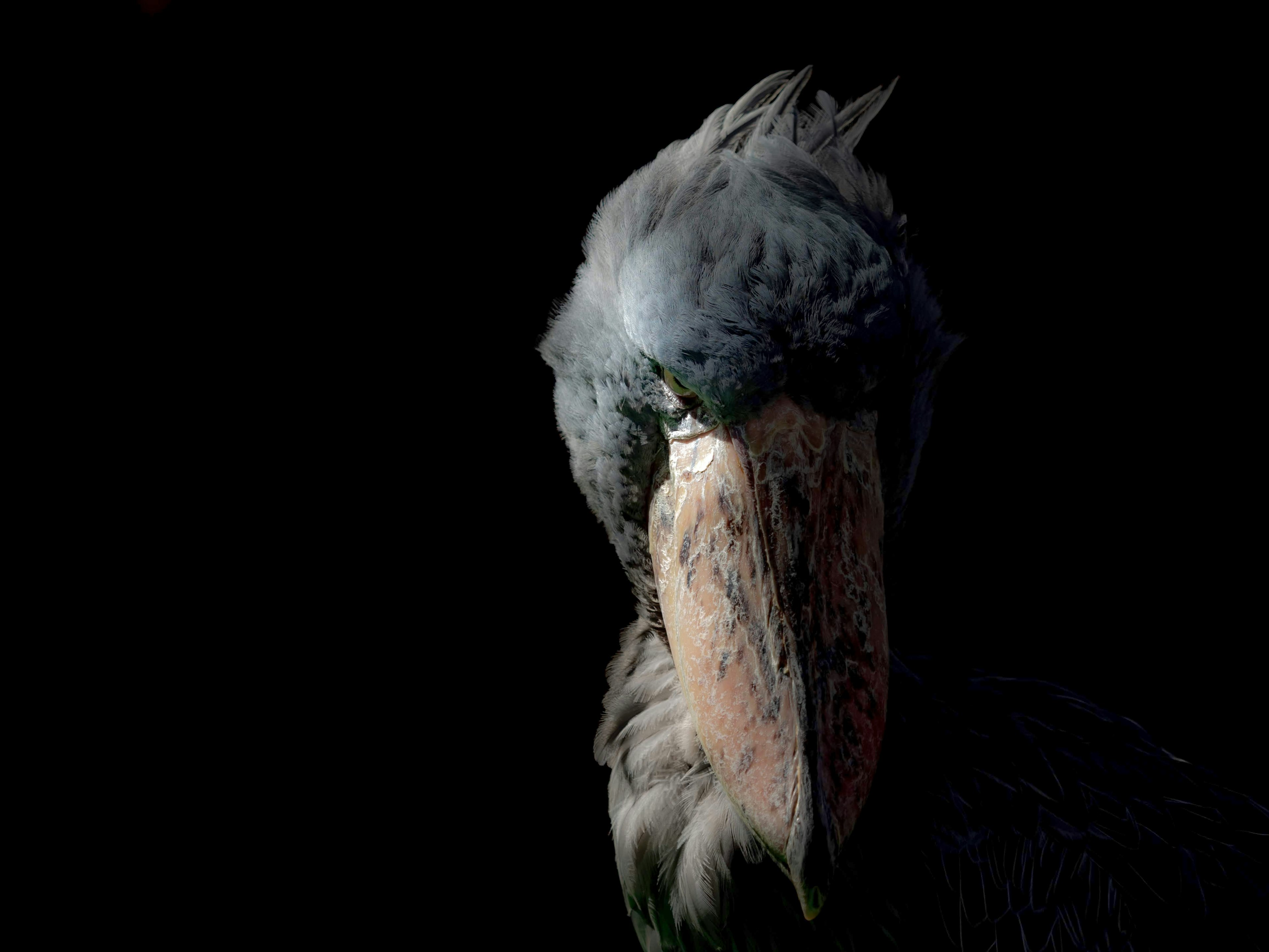 Close-up of a hornbill's face against a dark background