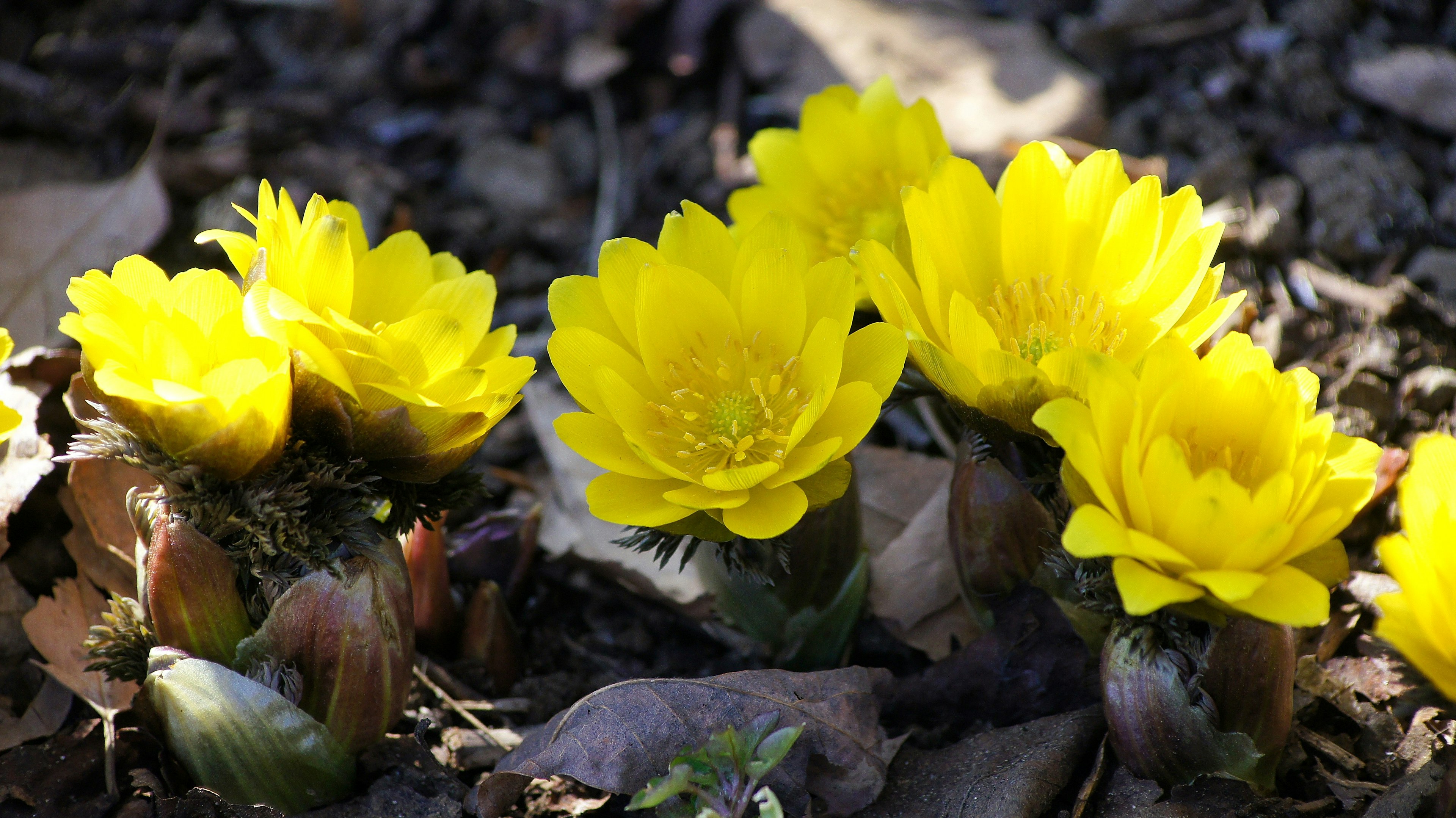 Cluster of bright yellow flowers blooming in early spring