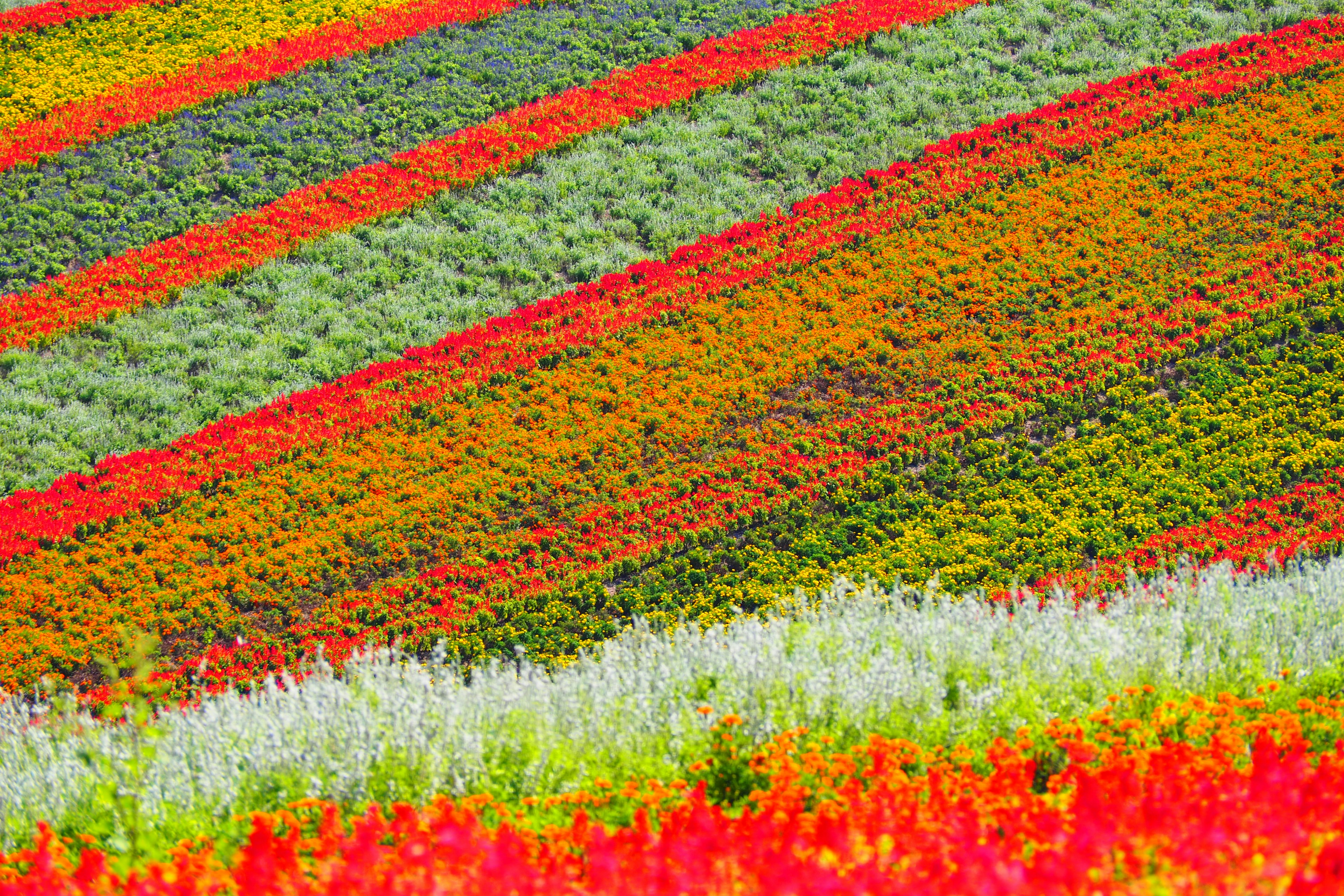 Campi di fiori vibranti con strisce colorate di fiori