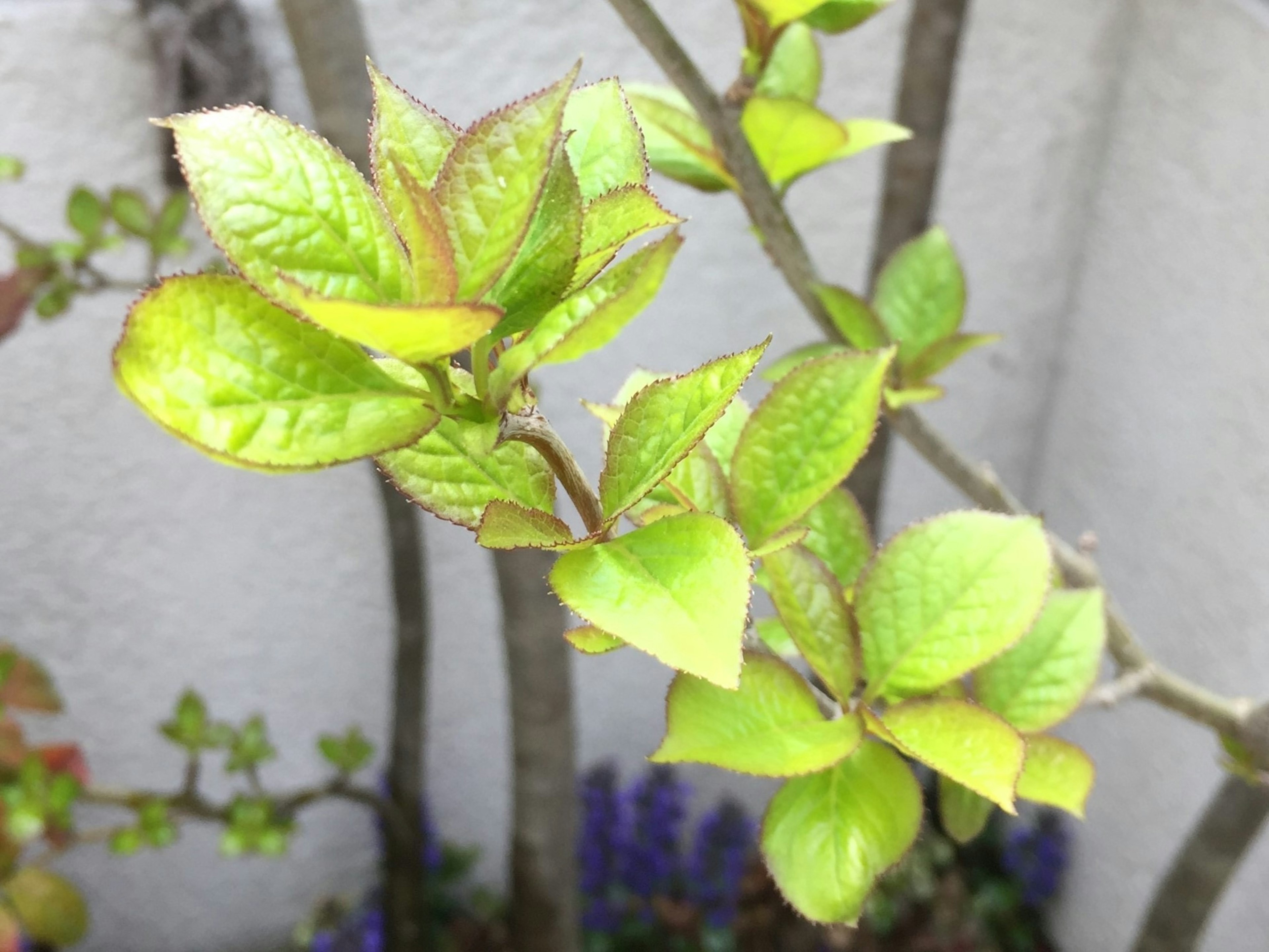 Close-up of vibrant green leaves on a branch