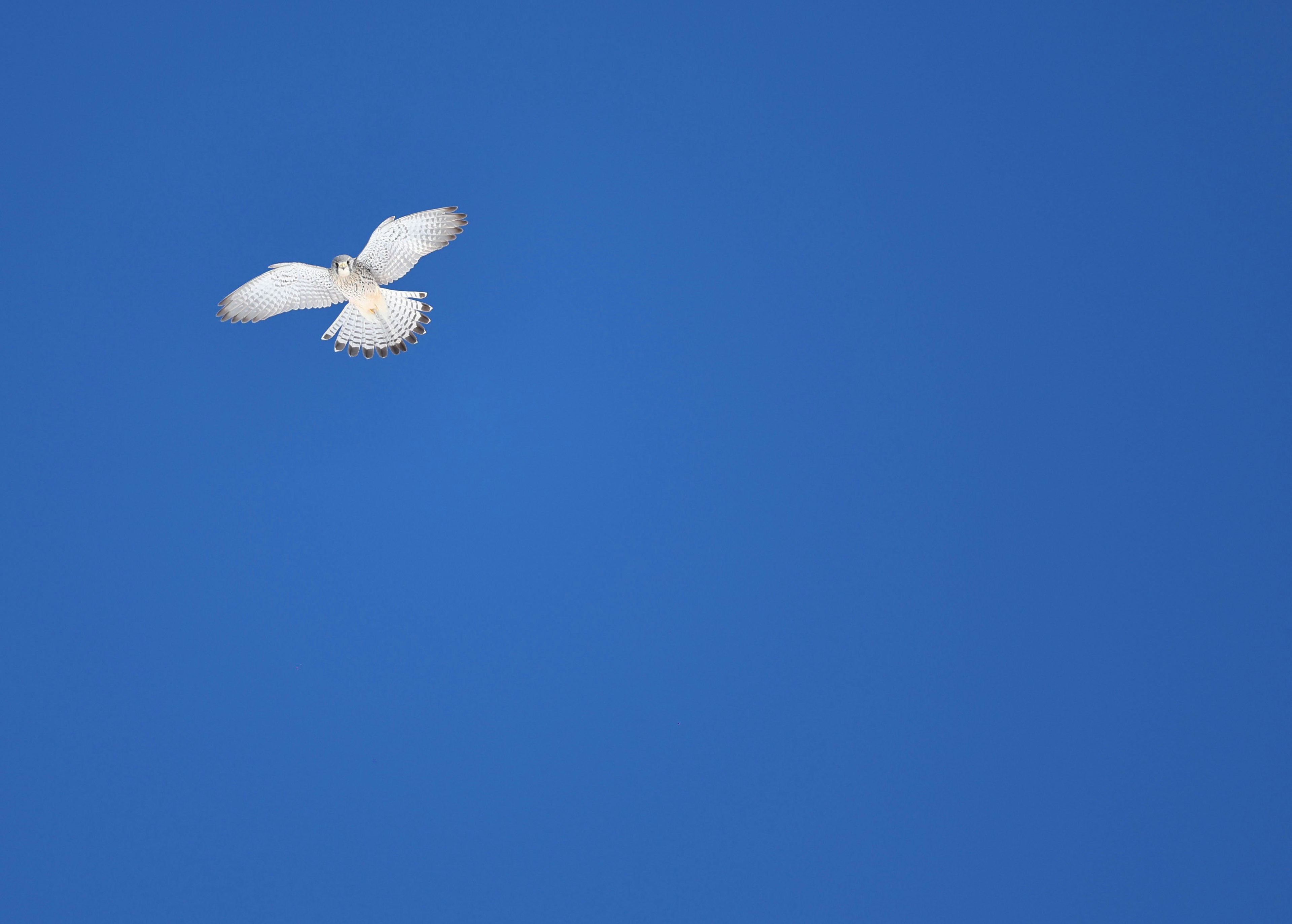 A white bird flying in a clear blue sky