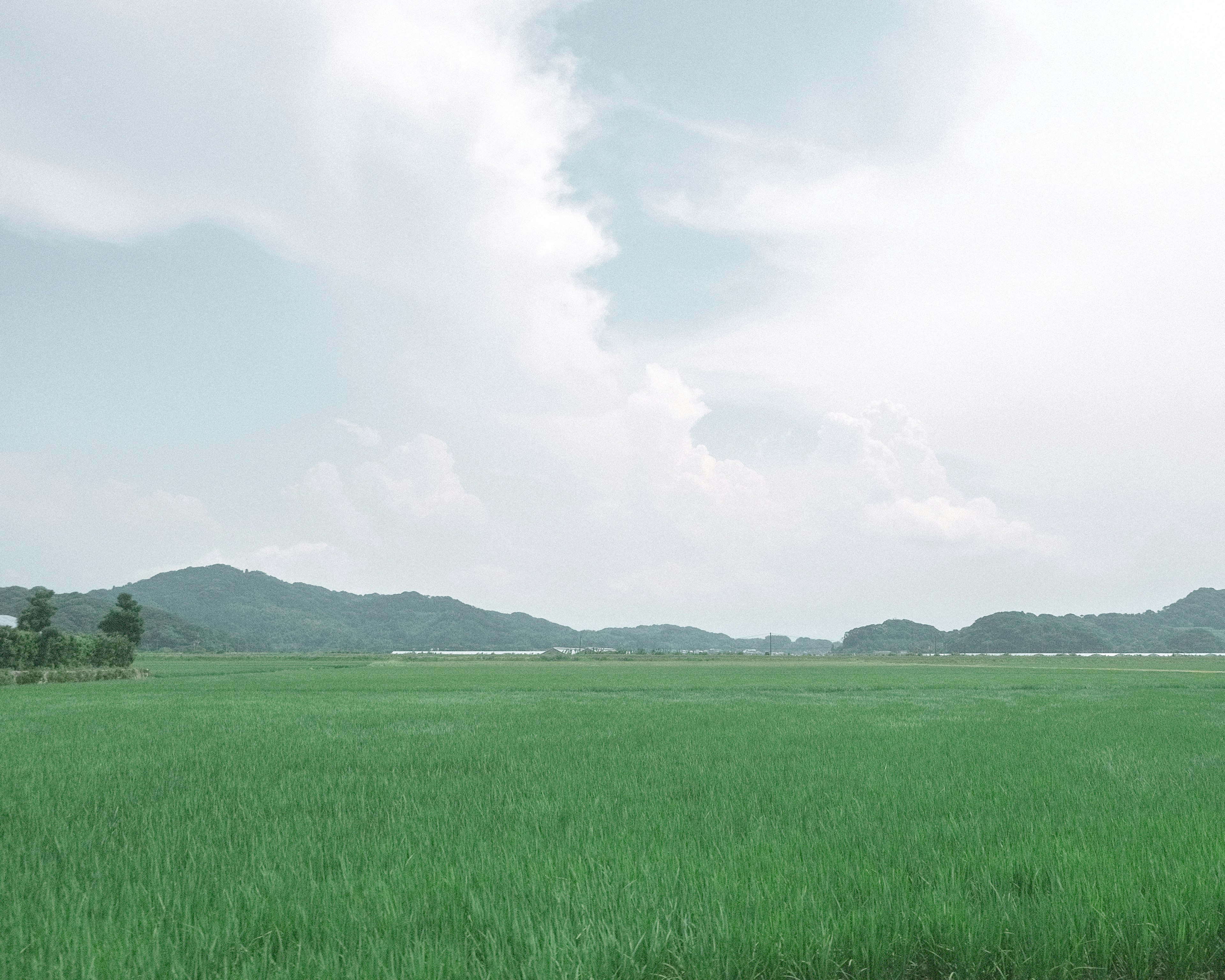 Lush green rice field with distant mountains