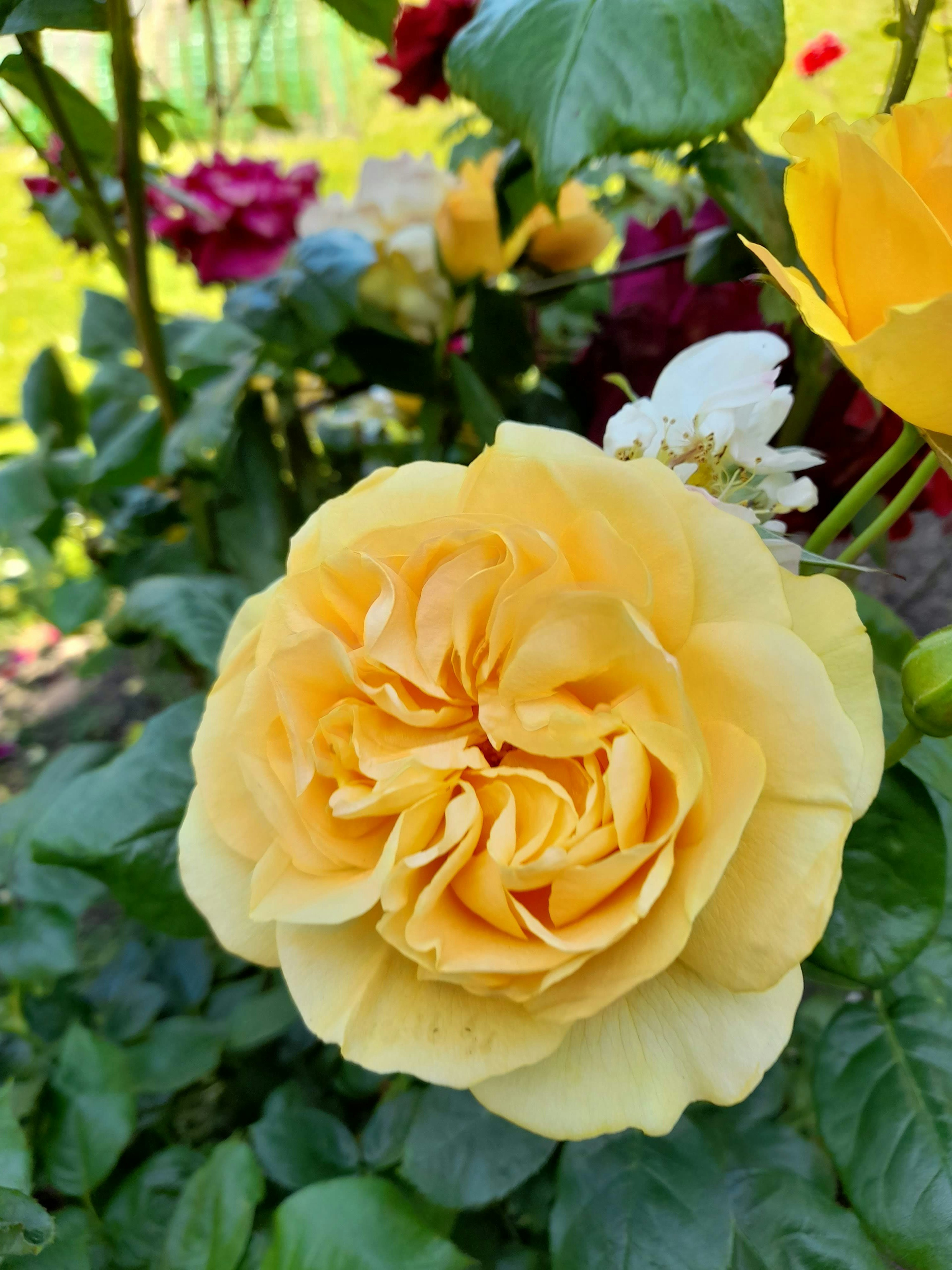 Una bella rosa gialla che fiorisce in un giardino con vari fiori colorati