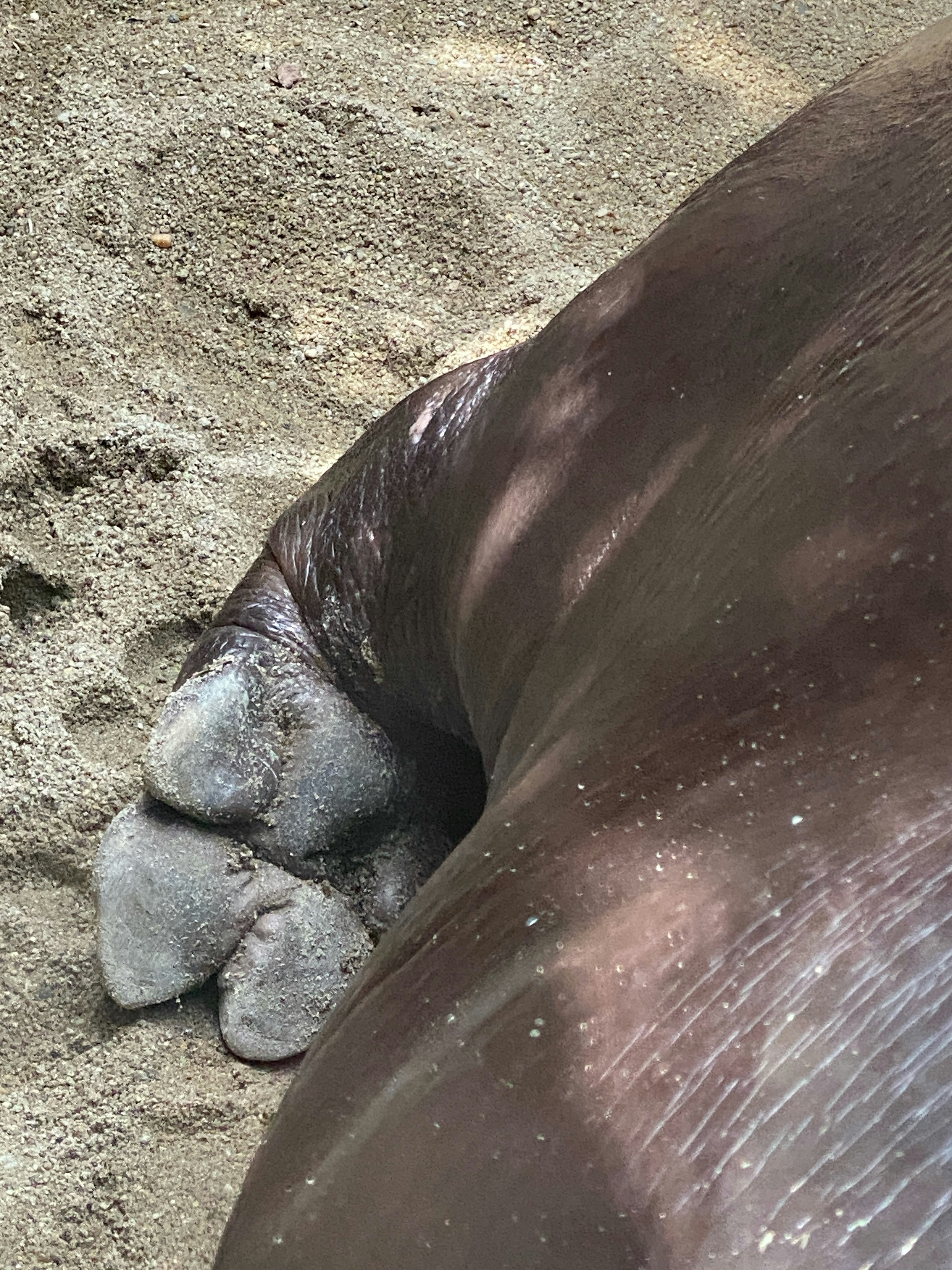 Close-up of an animal's paw resting on sand featuring smooth dark skin and soft fur