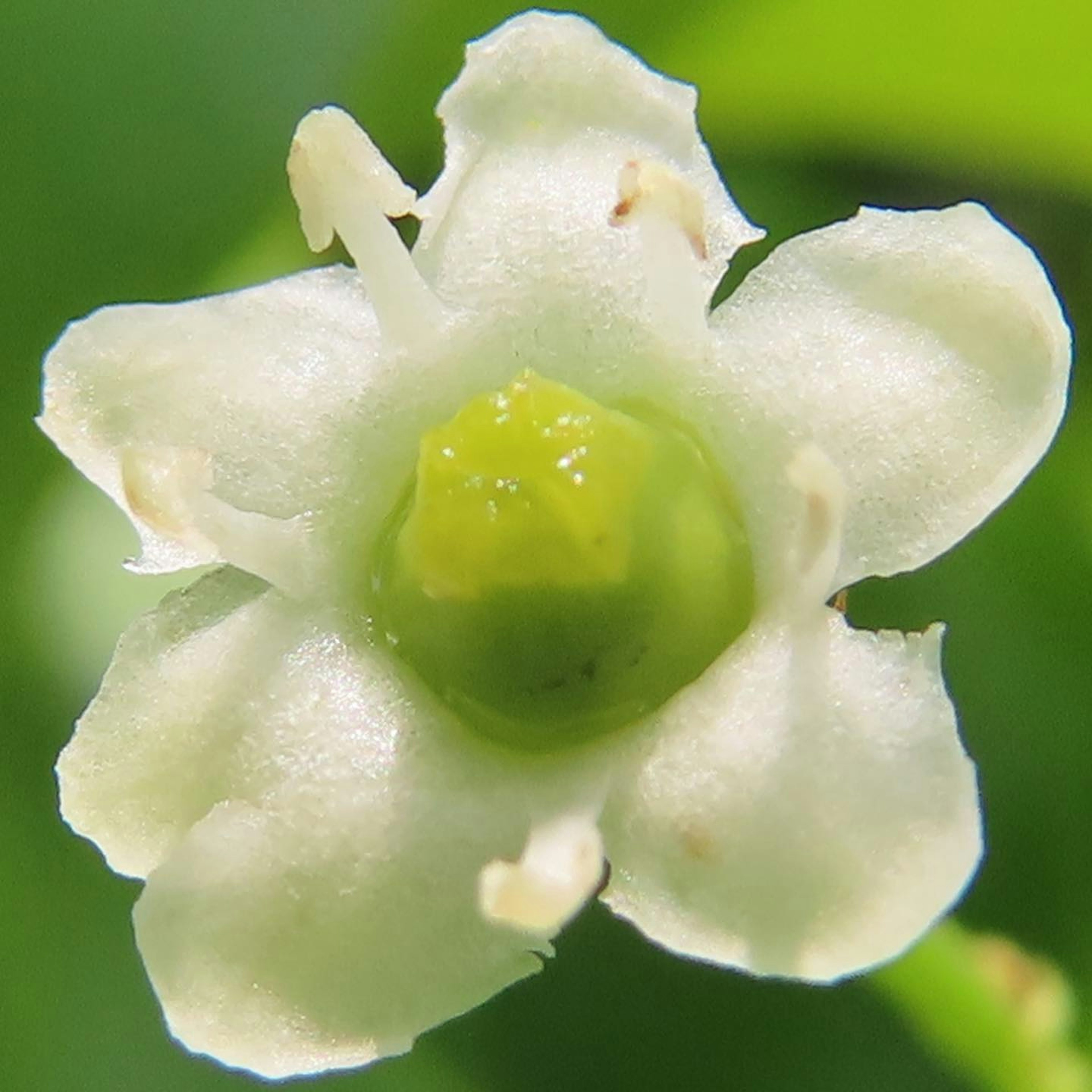 Close-up bunga putih dengan pusat hijau