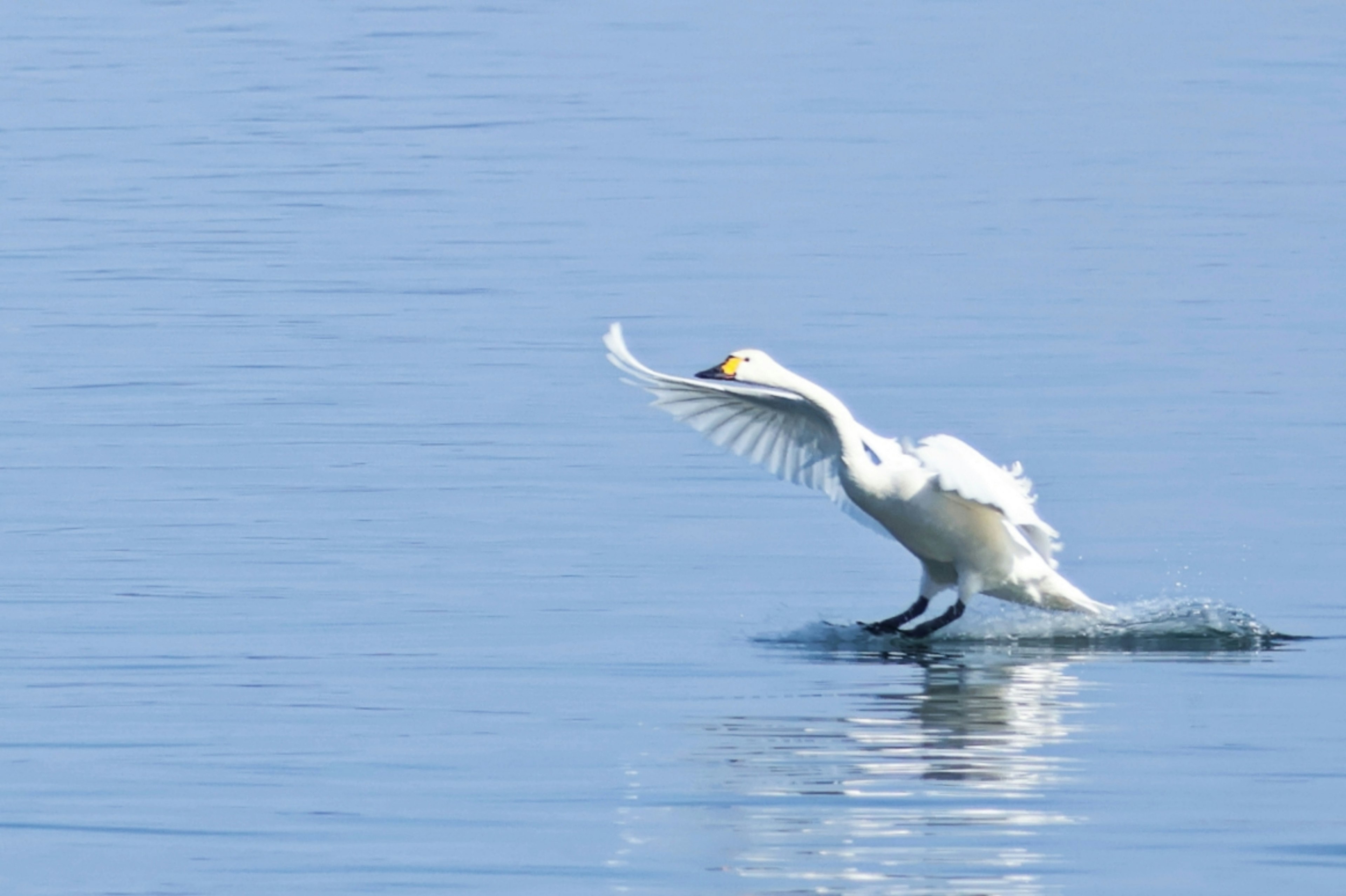 Un uccello bianco che decolla dalla superficie dell'acqua