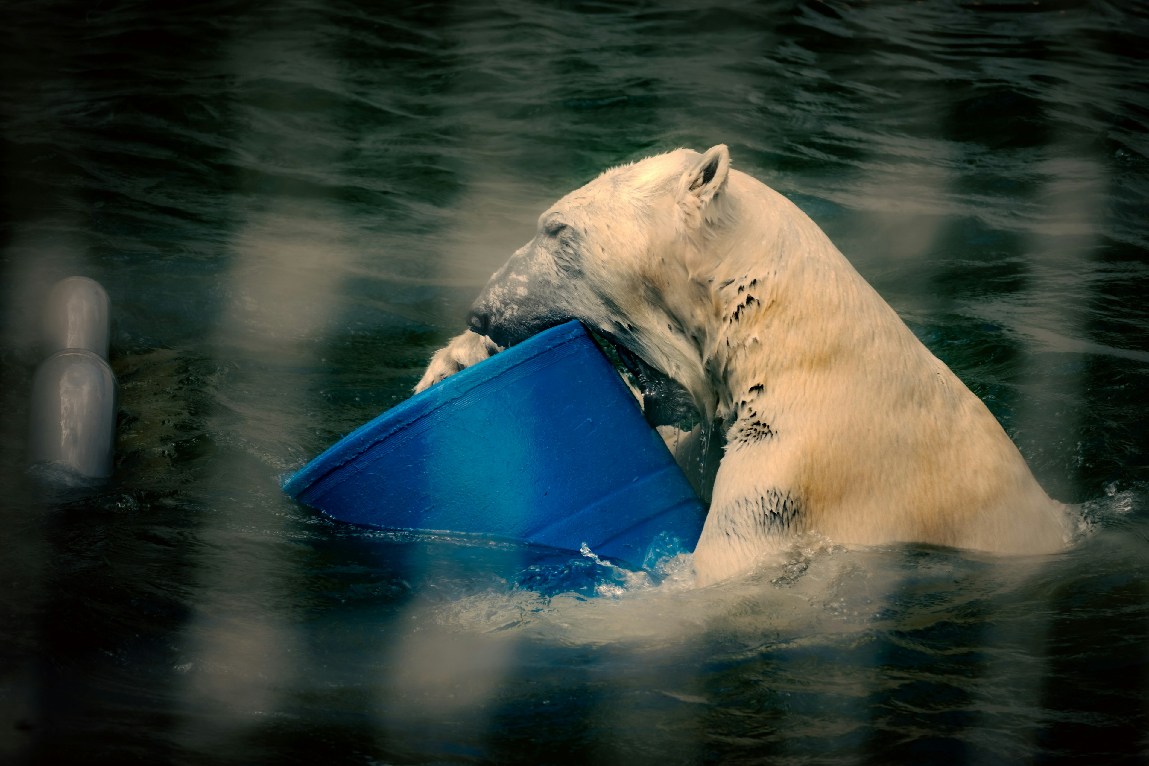 水中で青いバケツを持つホッキョクグマの姿