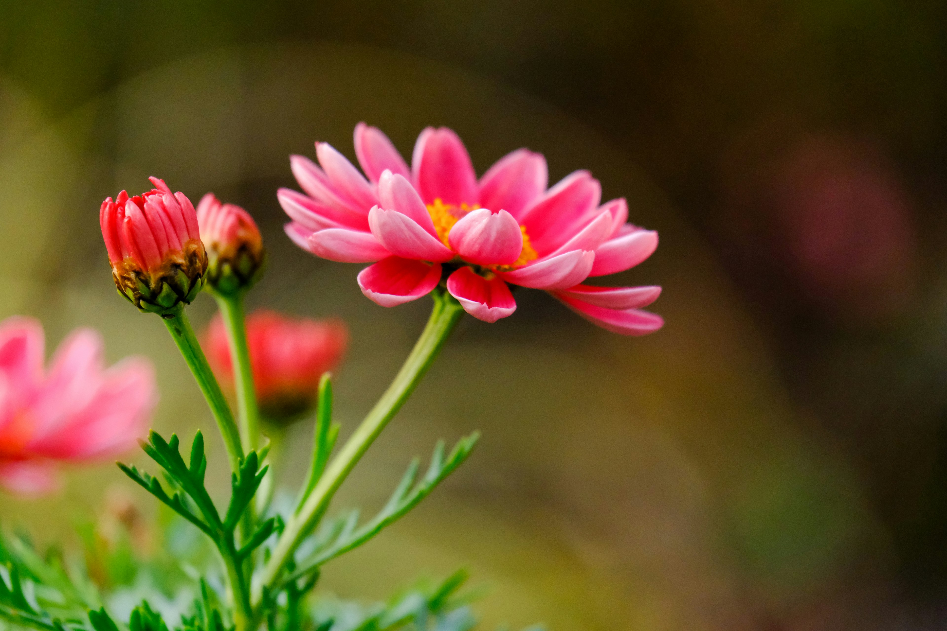 Close-up of a pink flower with green leaves