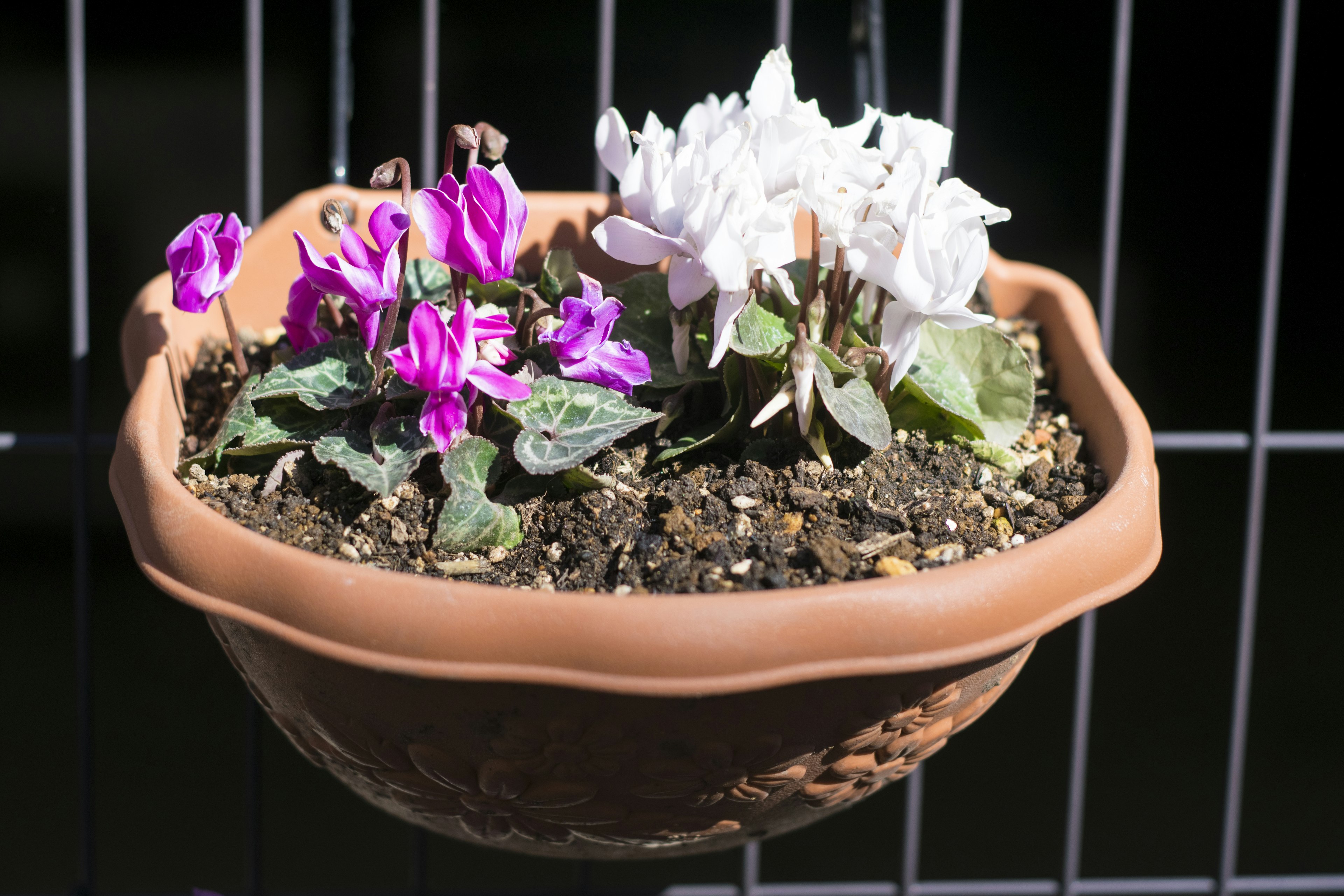 Terrakotta-Topf mit rosa und weißen Alpenveilchen