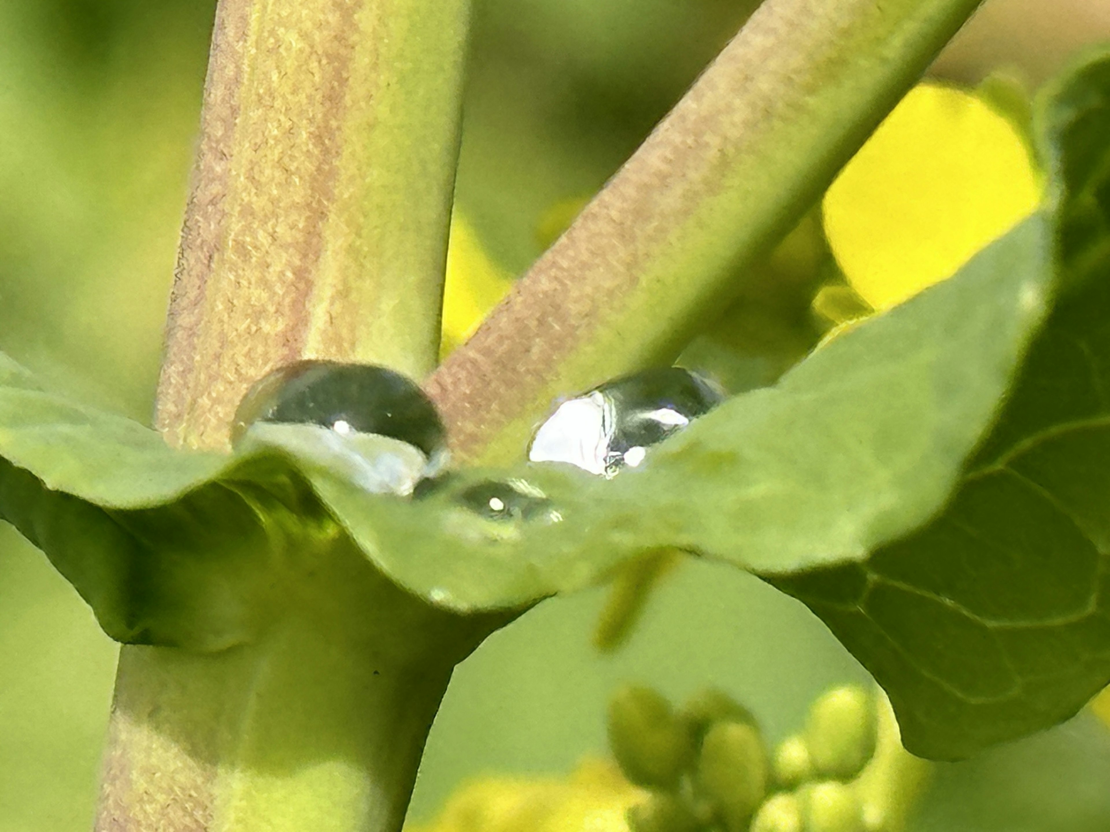 Gros plan d'une plante avec des gouttes d'eau sur les feuilles