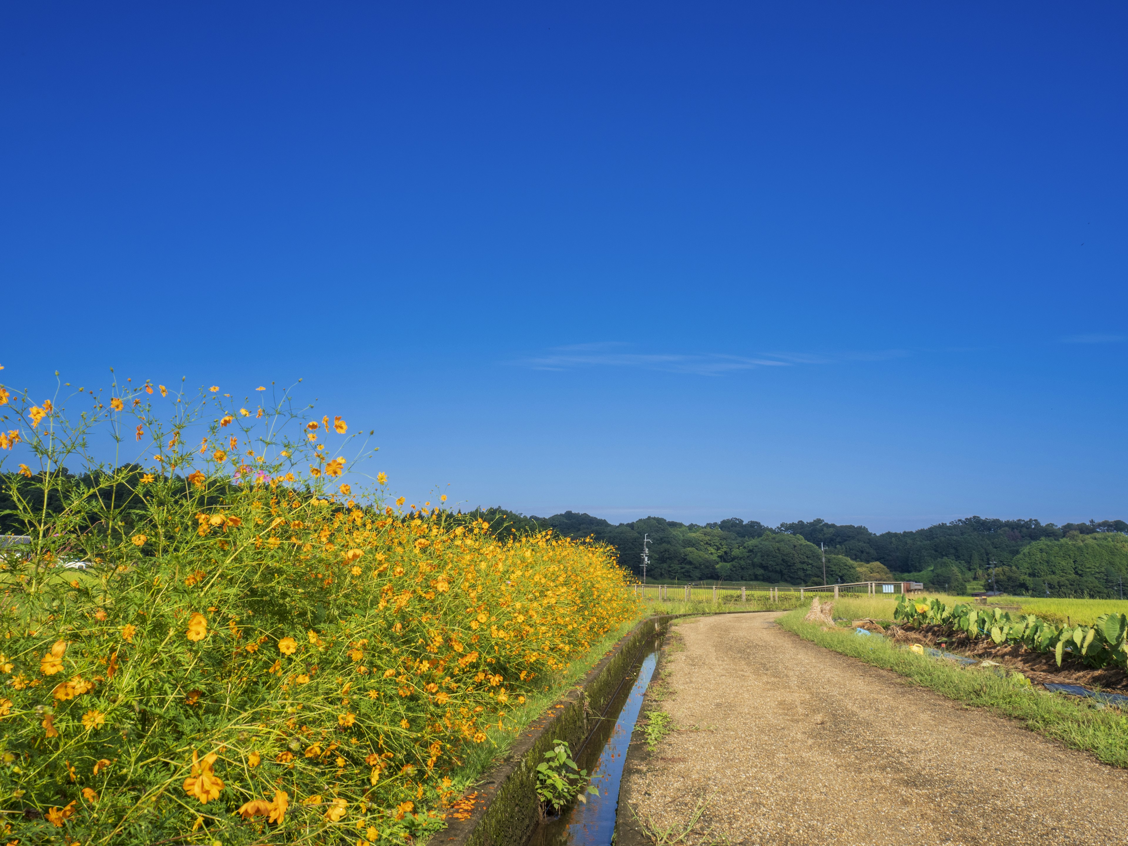 Yellow flowers lining a dirt path under a clear blue sky