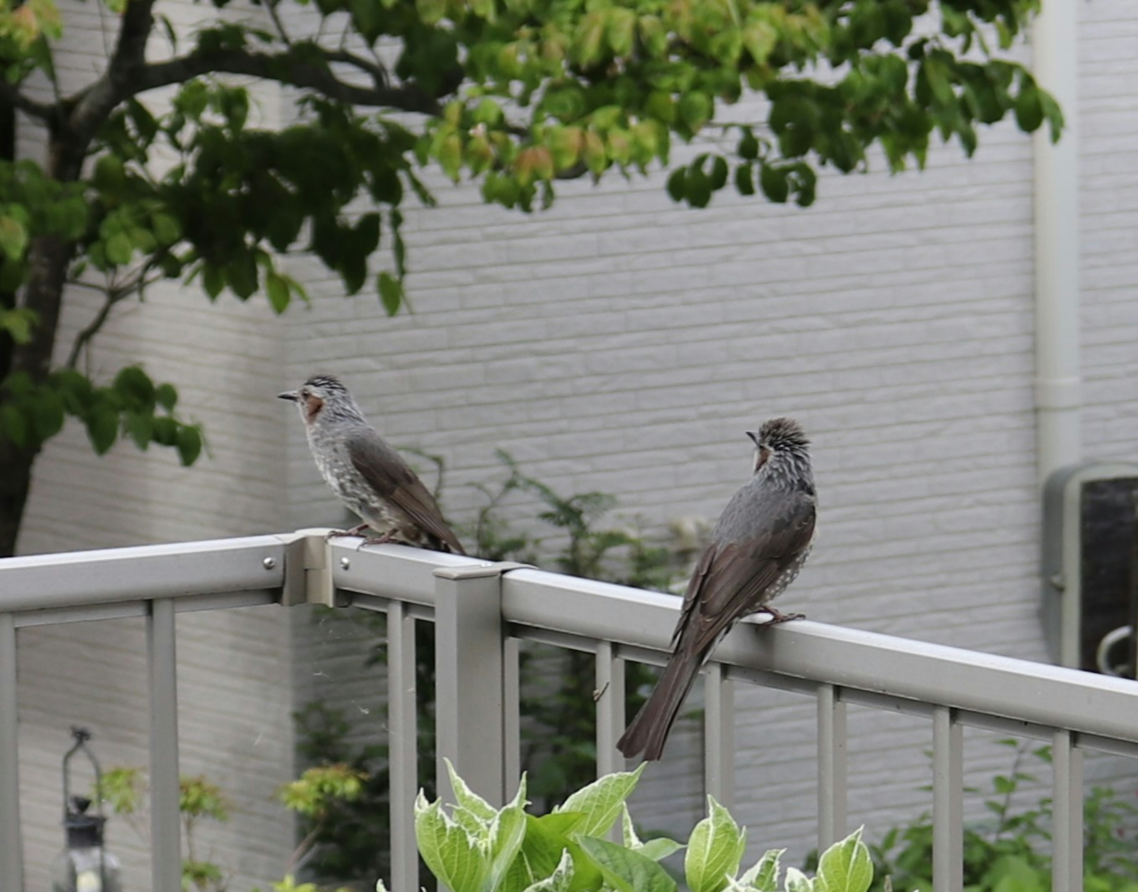 Two small birds perched on a fence with a green background