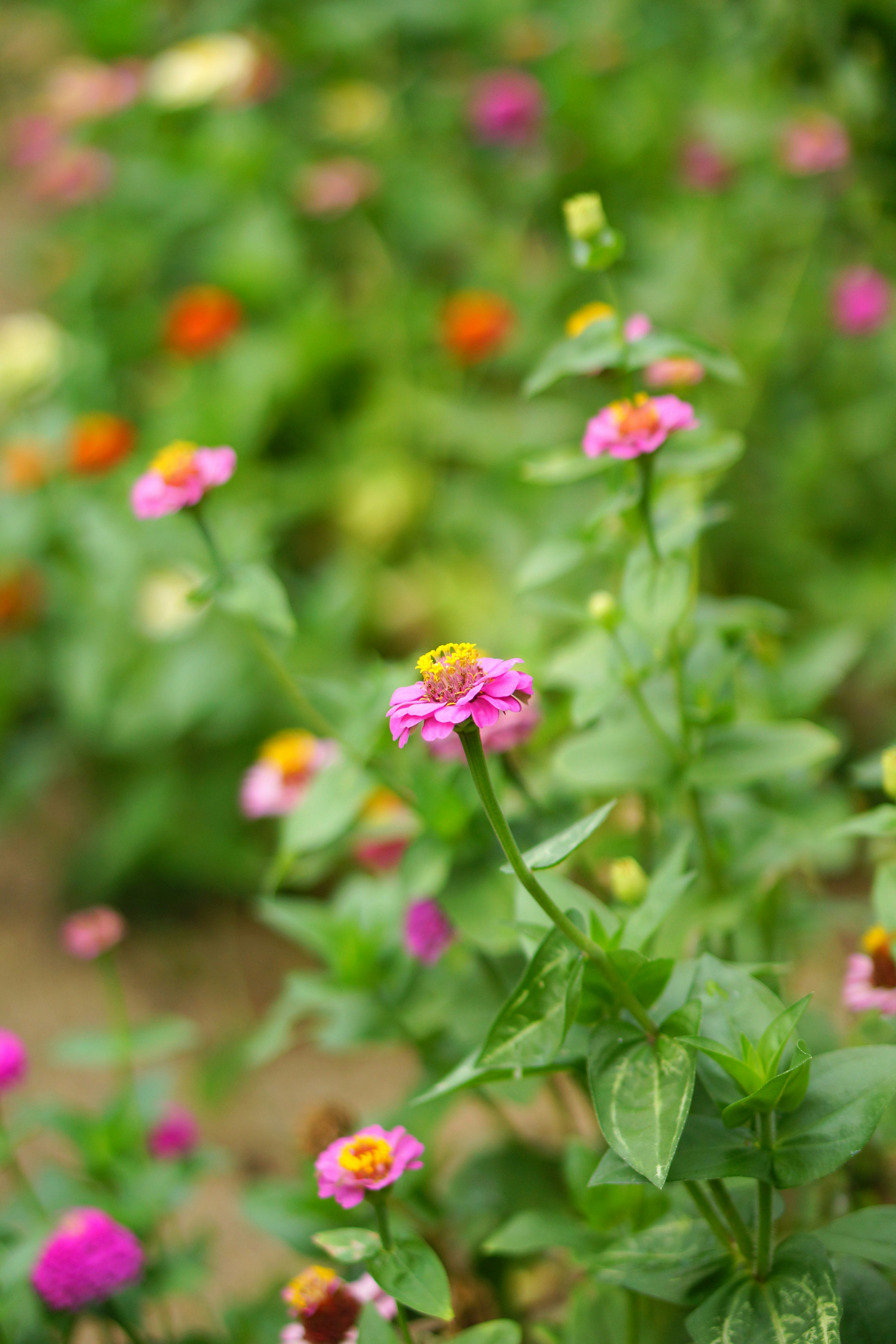 Fiori colorati che sbocciano in un giardino