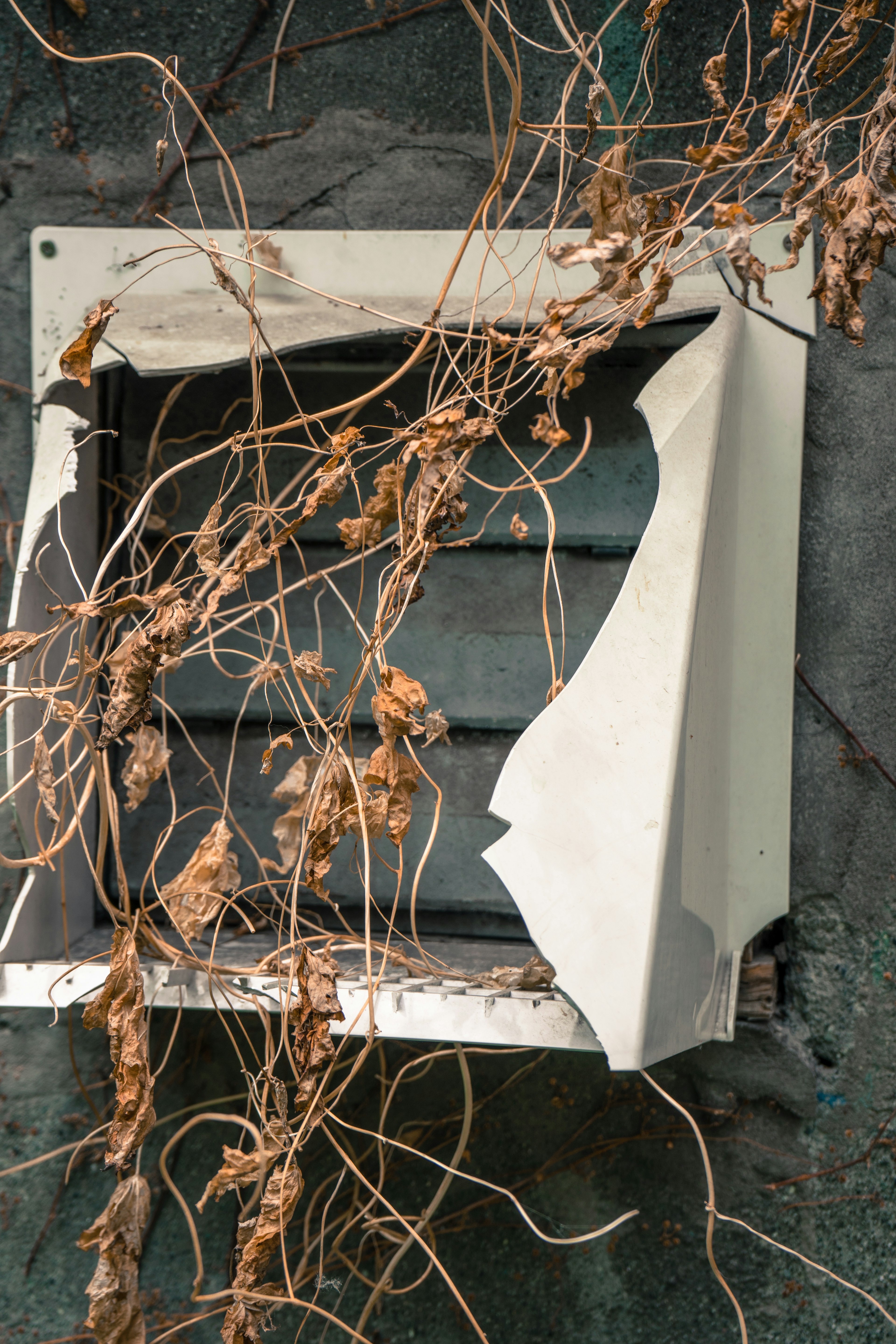 An old vent covered with dry vines and peeling paint