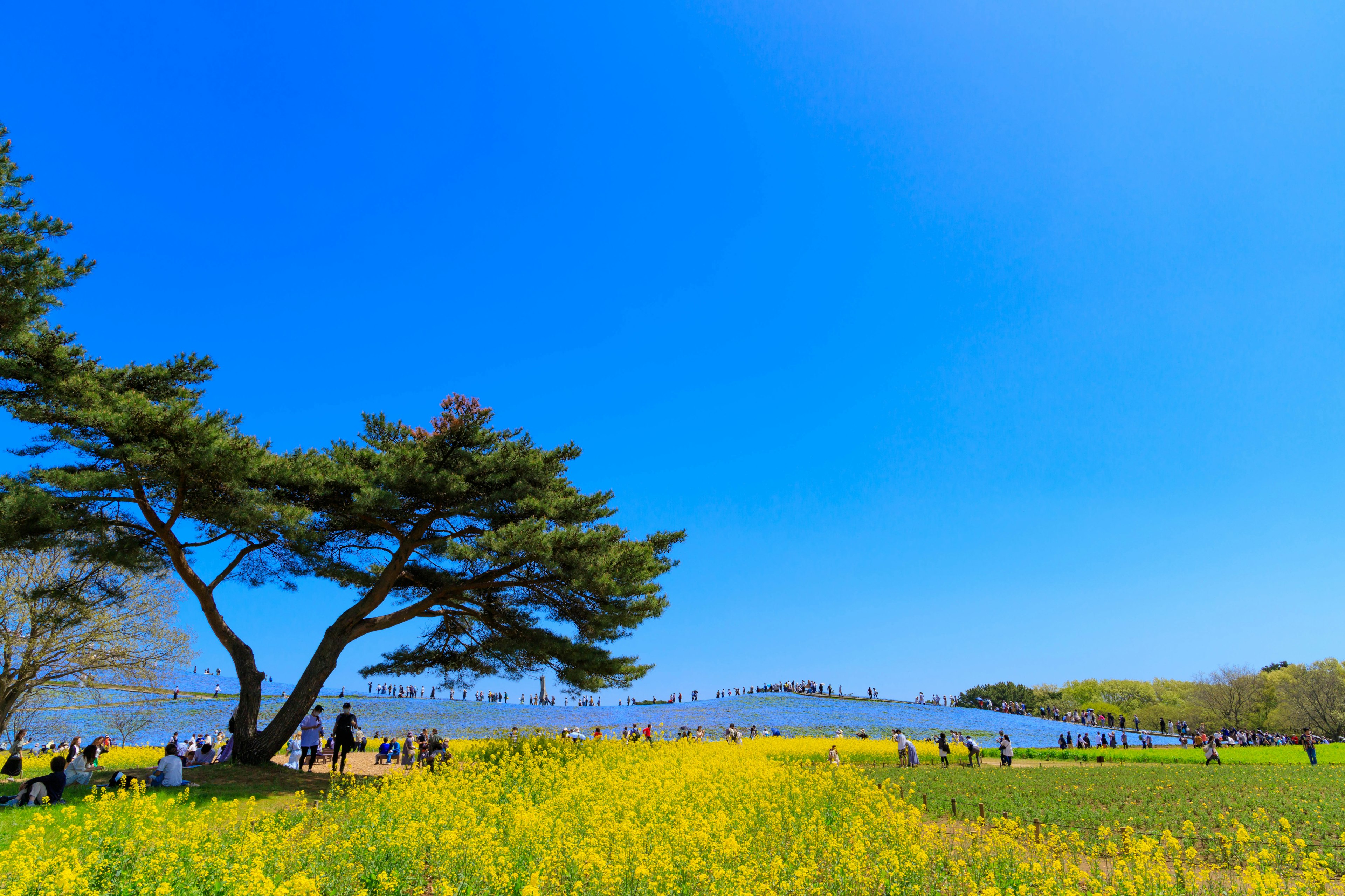 青空の下で黄色い花が咲く風景と人々