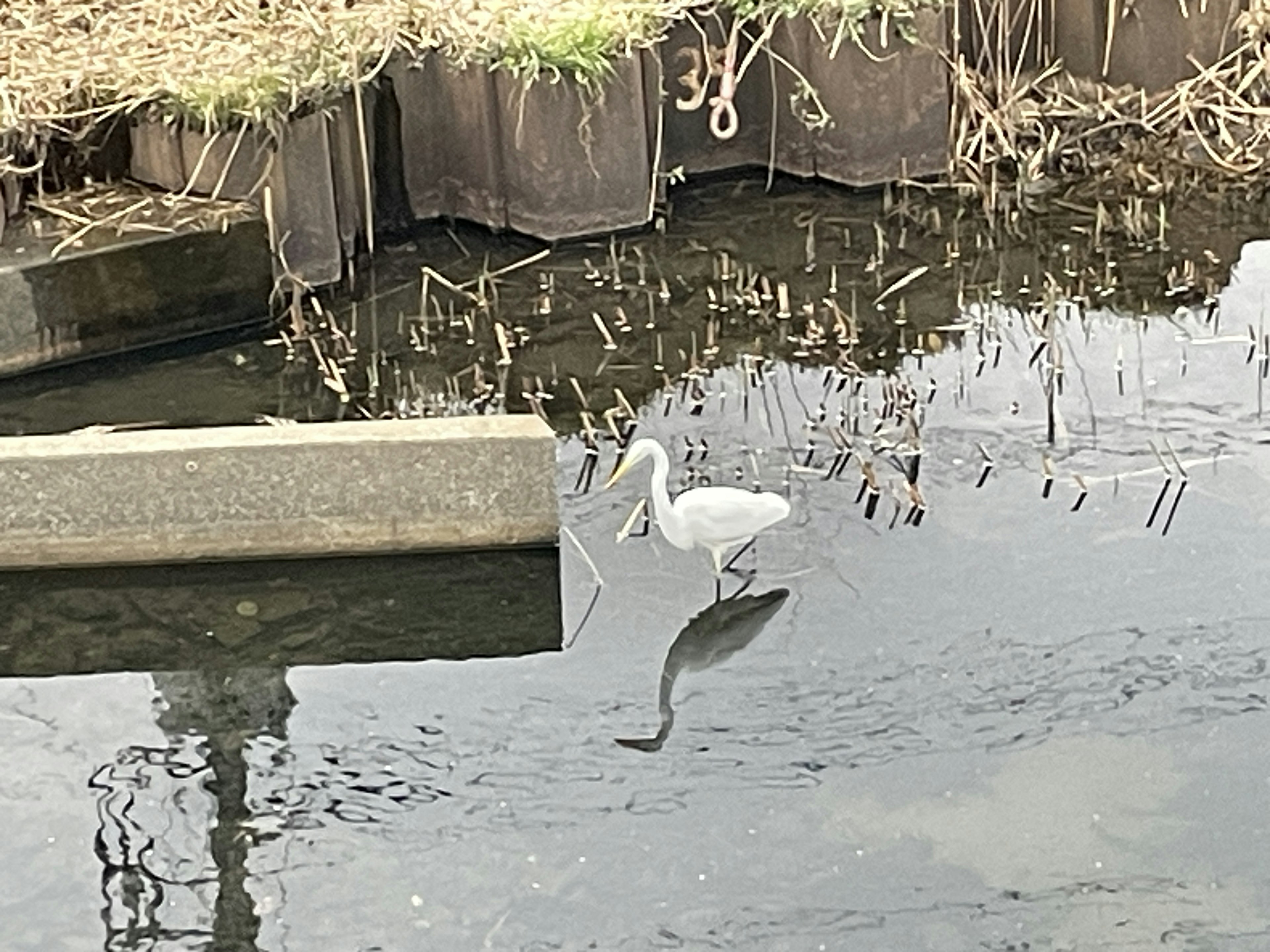 白いサギが静かな水面に立っている