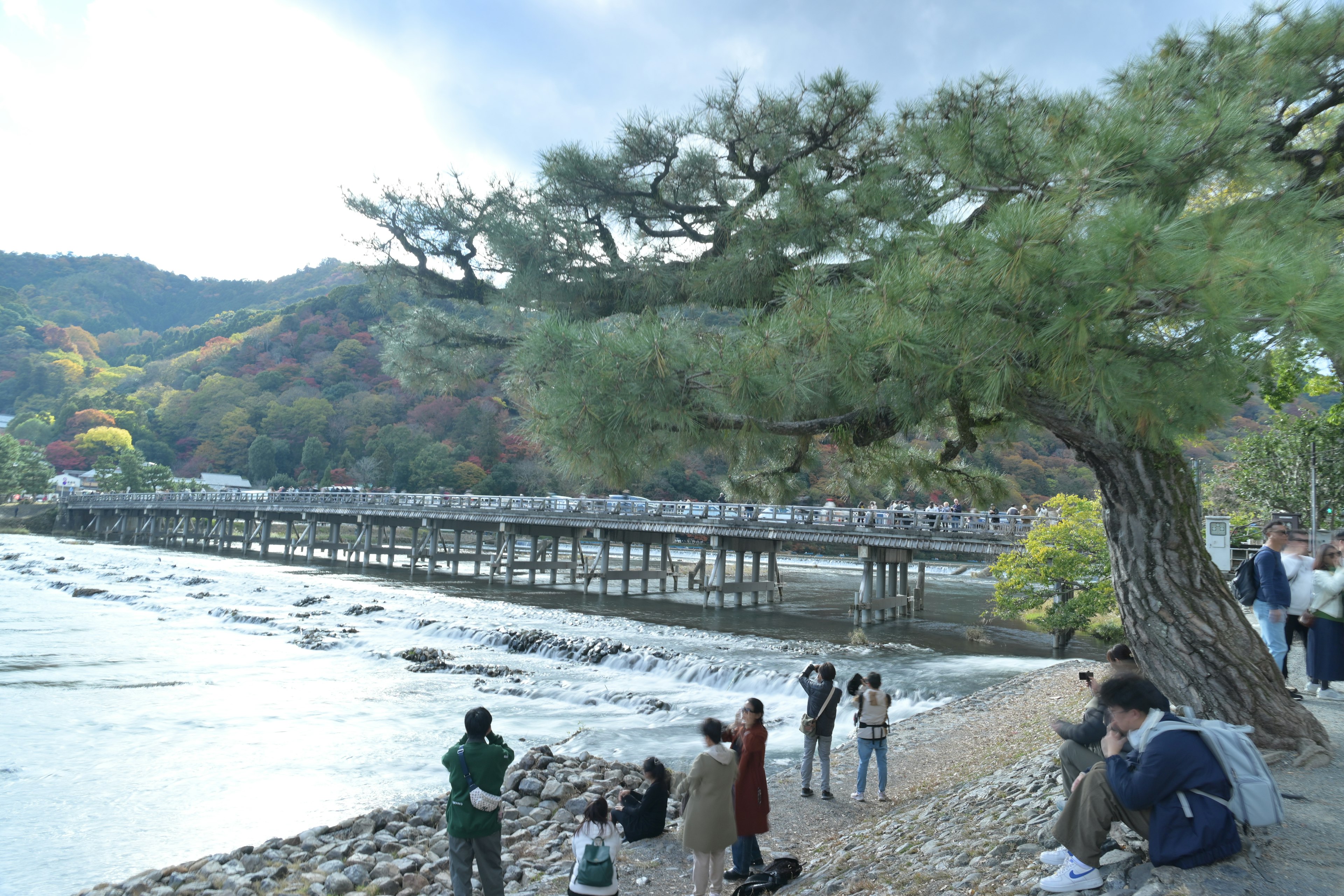 川辺に立つ松の木と人々が集まる風景