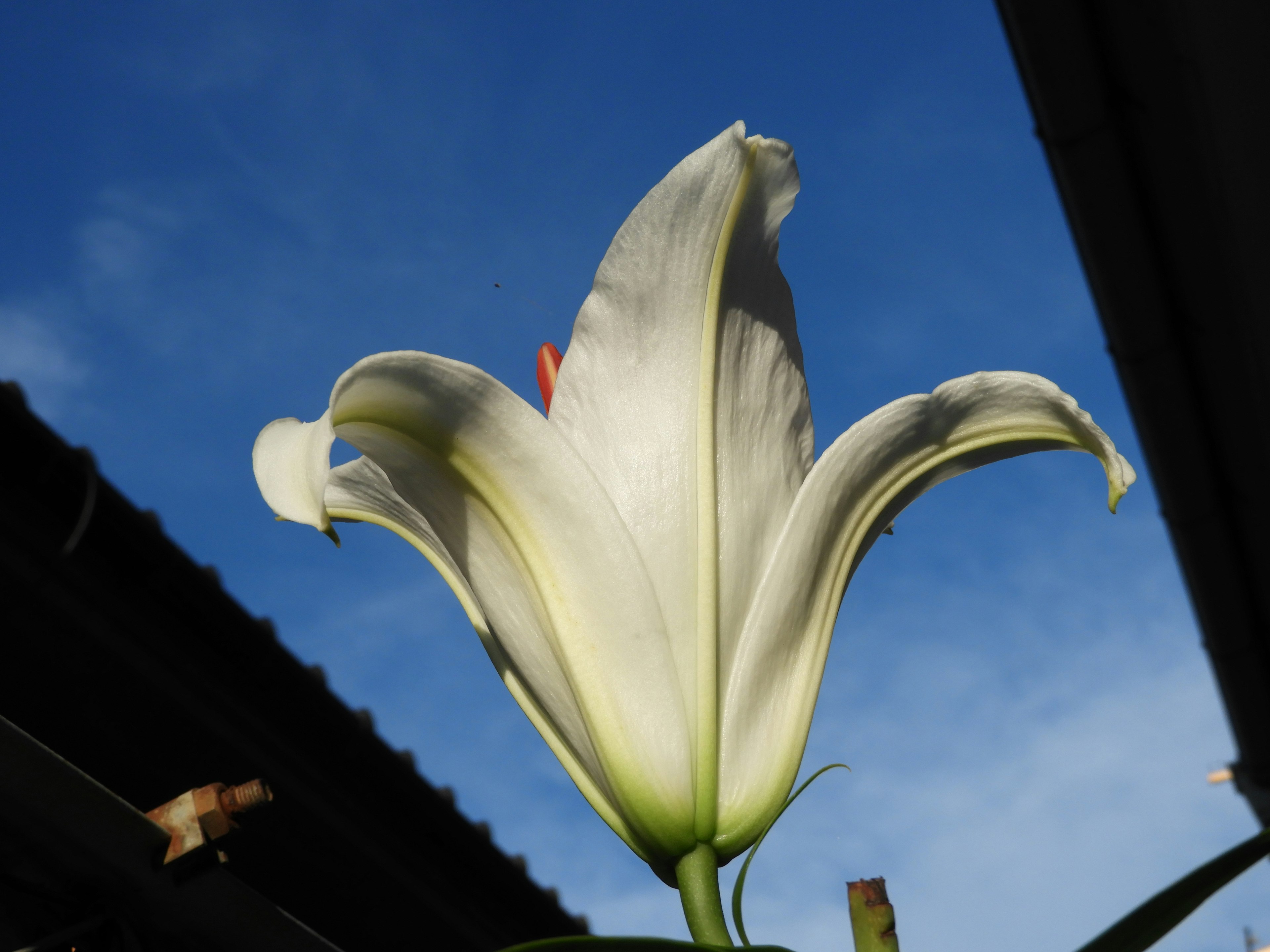 青空の下で白いユリの花が咲いている