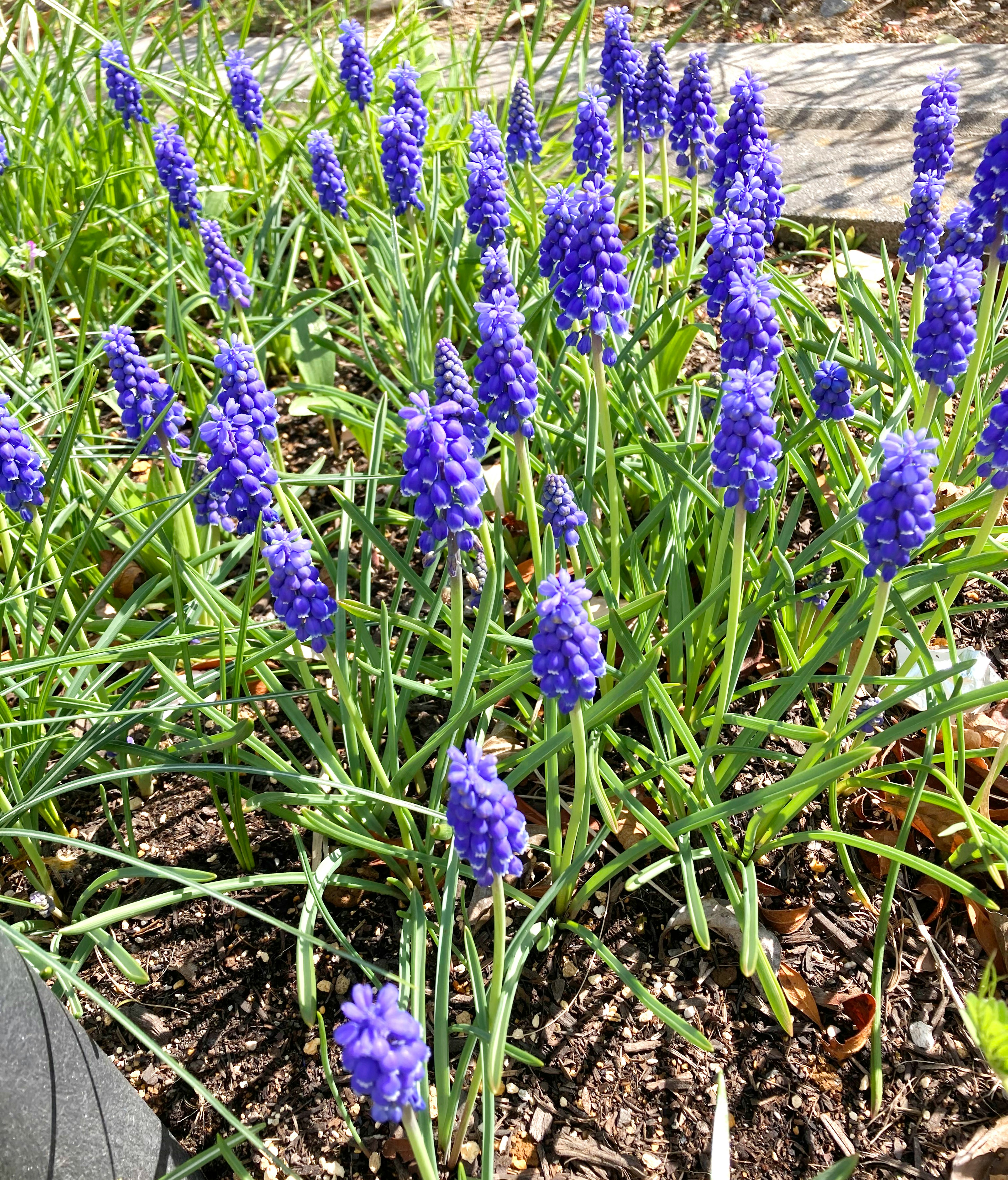 Gruppo di fiori di muscari viola che fioriscono nell'erba verde