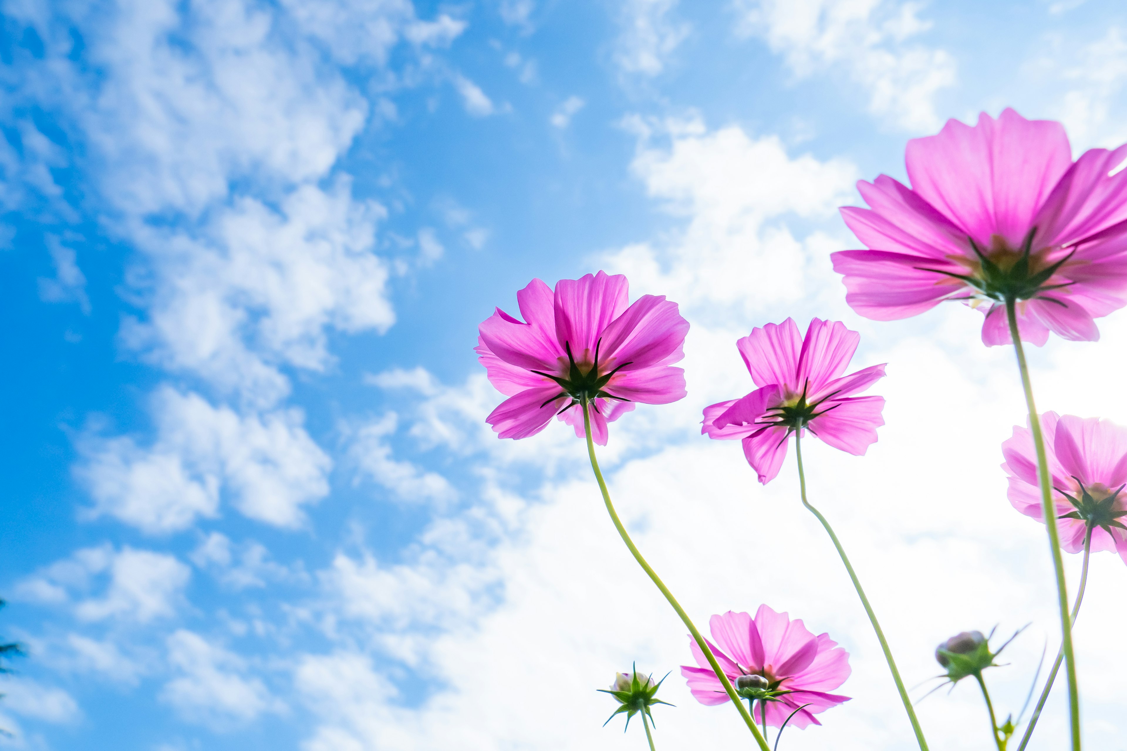 Pink flowers against a blue sky with clouds