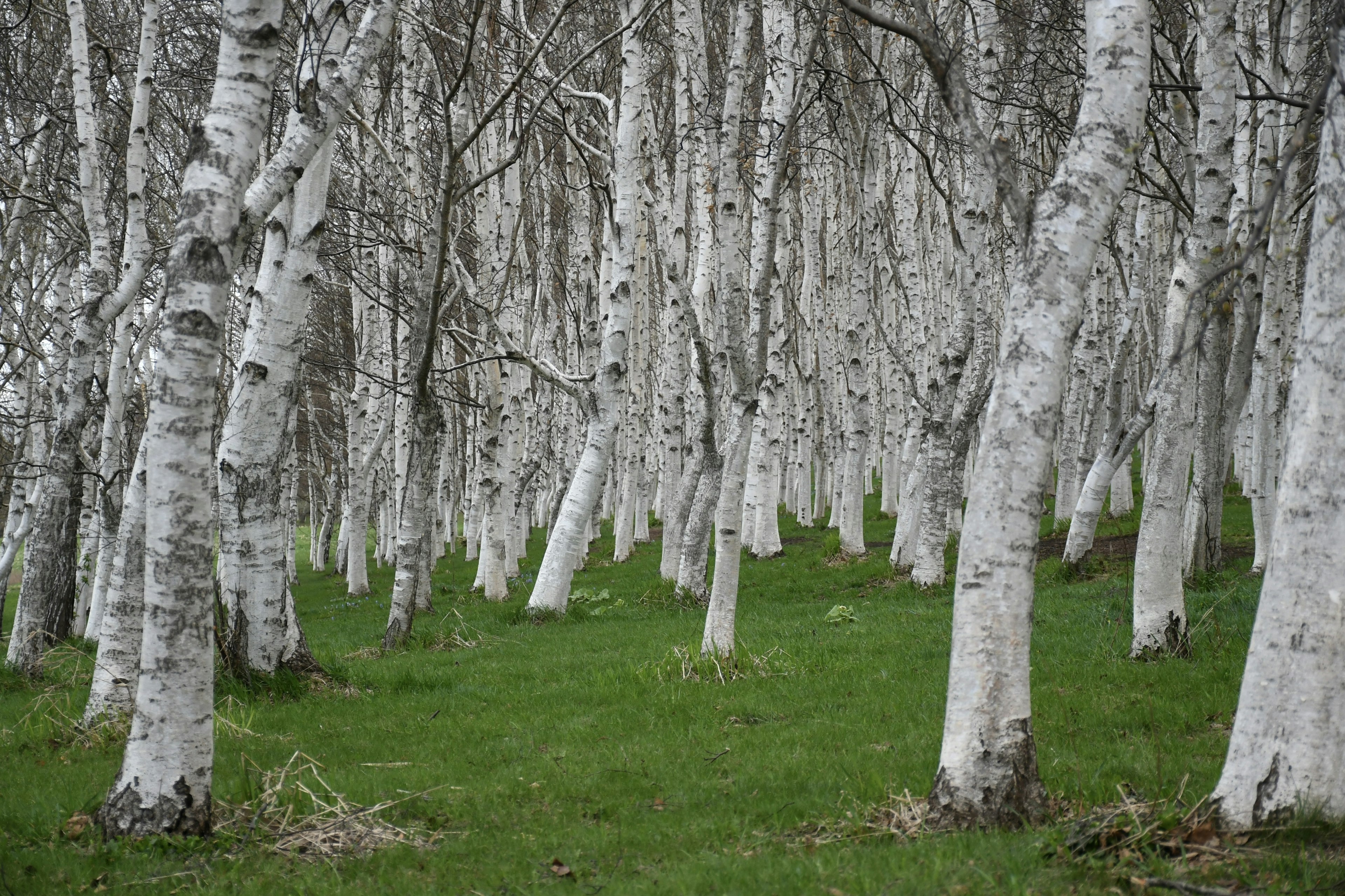 Escena de bosque con árboles de corteza blanca y hierba verde