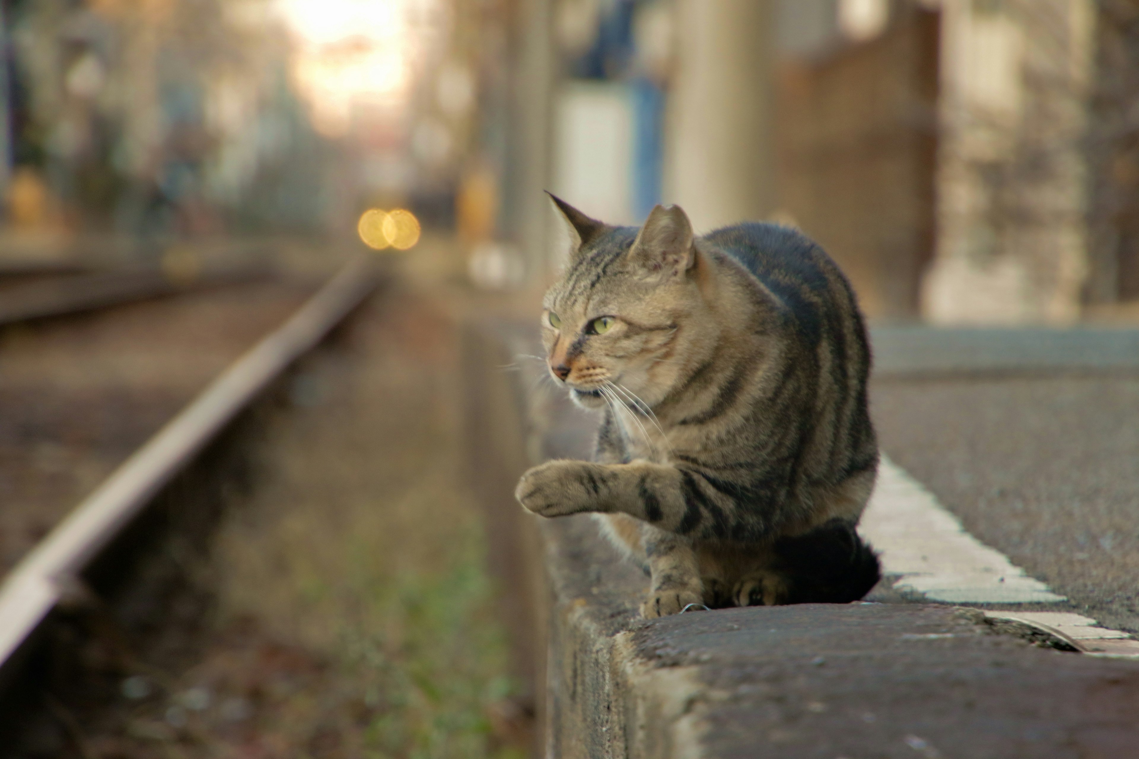 駅のホームにいる茶色の縞模様の猫が歩いている