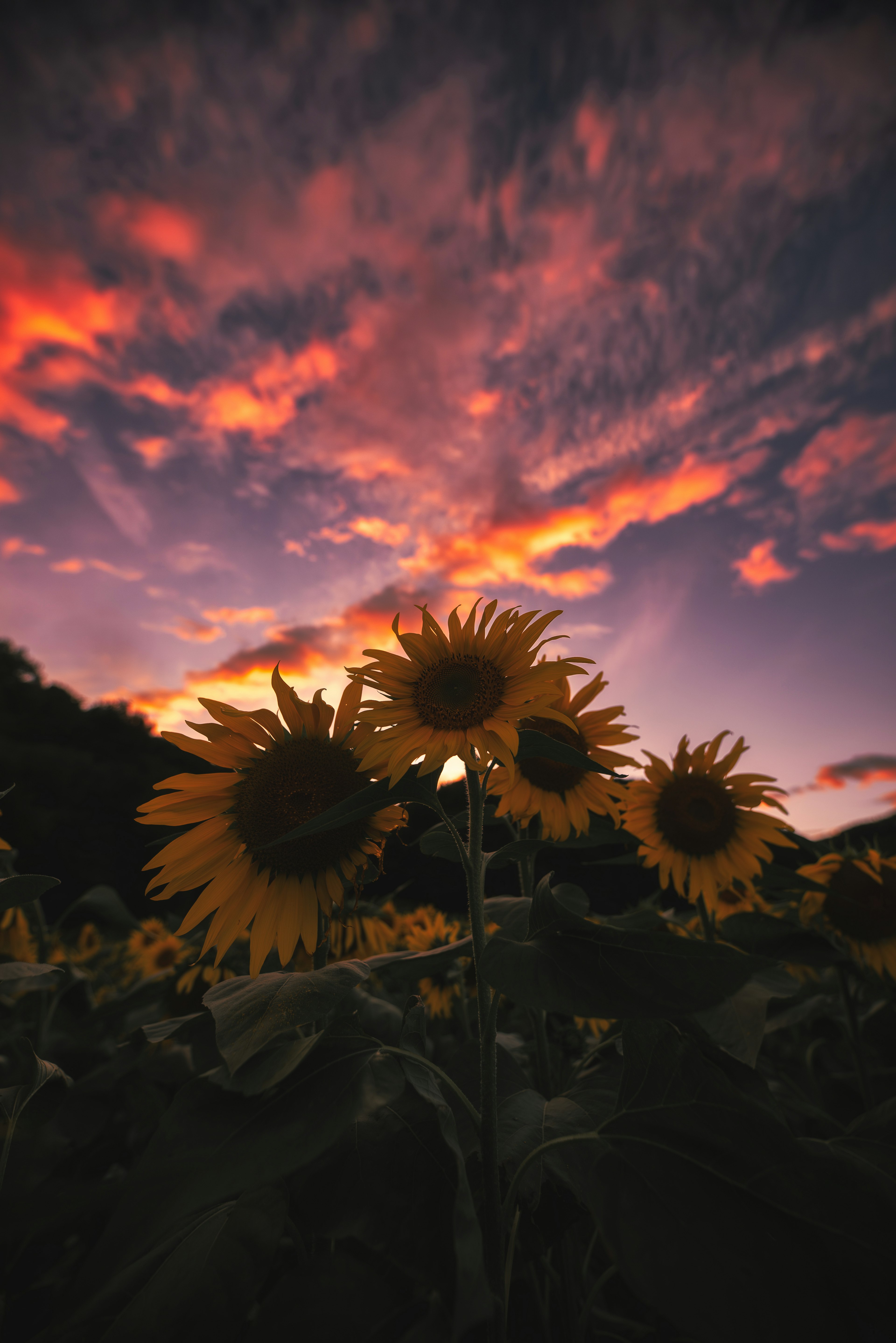 Un grupo de girasoles contra un cielo al atardecer