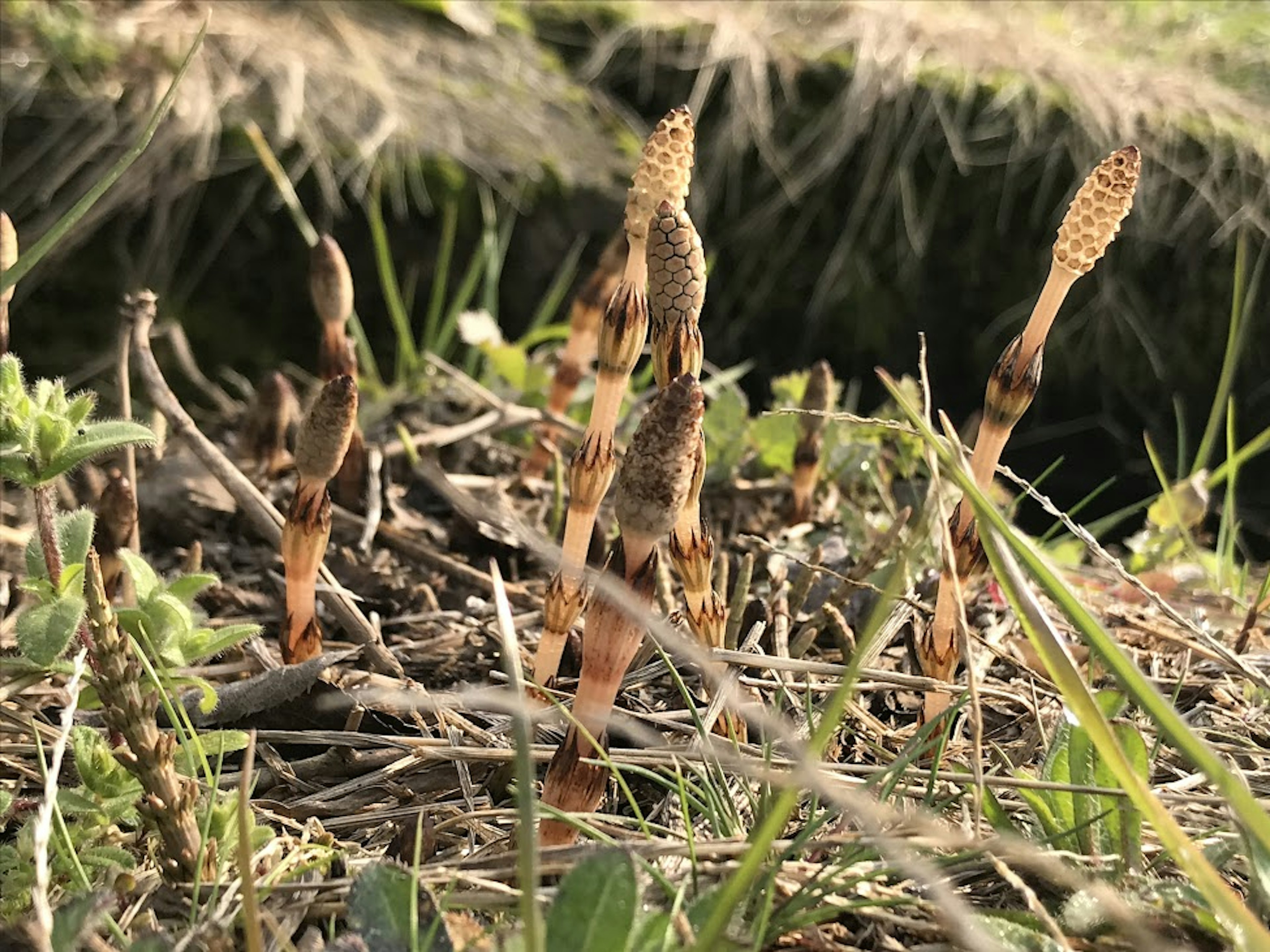 Grupo de brotes de plantas con forma única que emergen del suelo