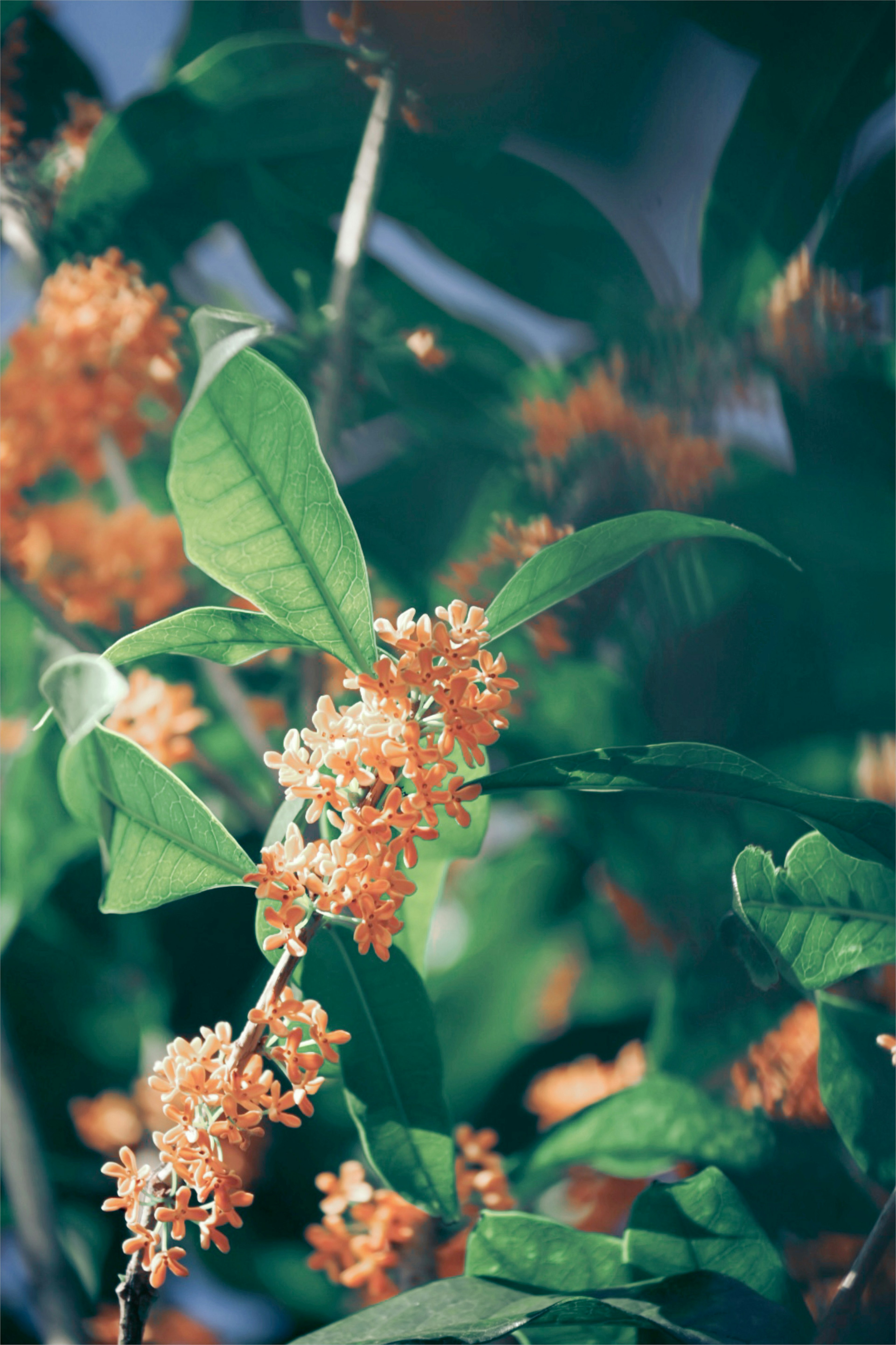 Nahaufnahme einer Pflanze mit orangefarbenen Blüten und grünen Blättern