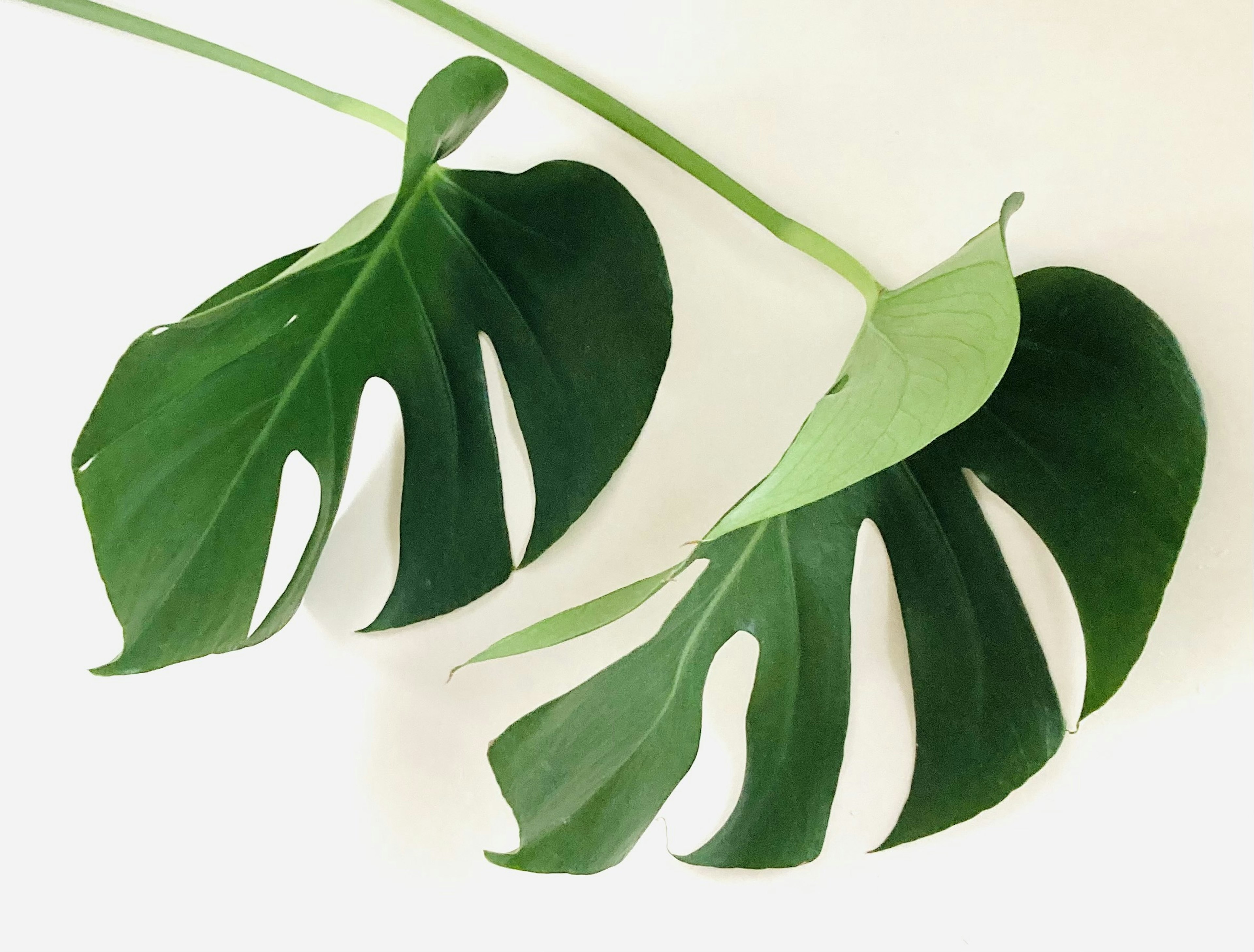 Hojas de Monstera colocadas sobre un fondo blanco