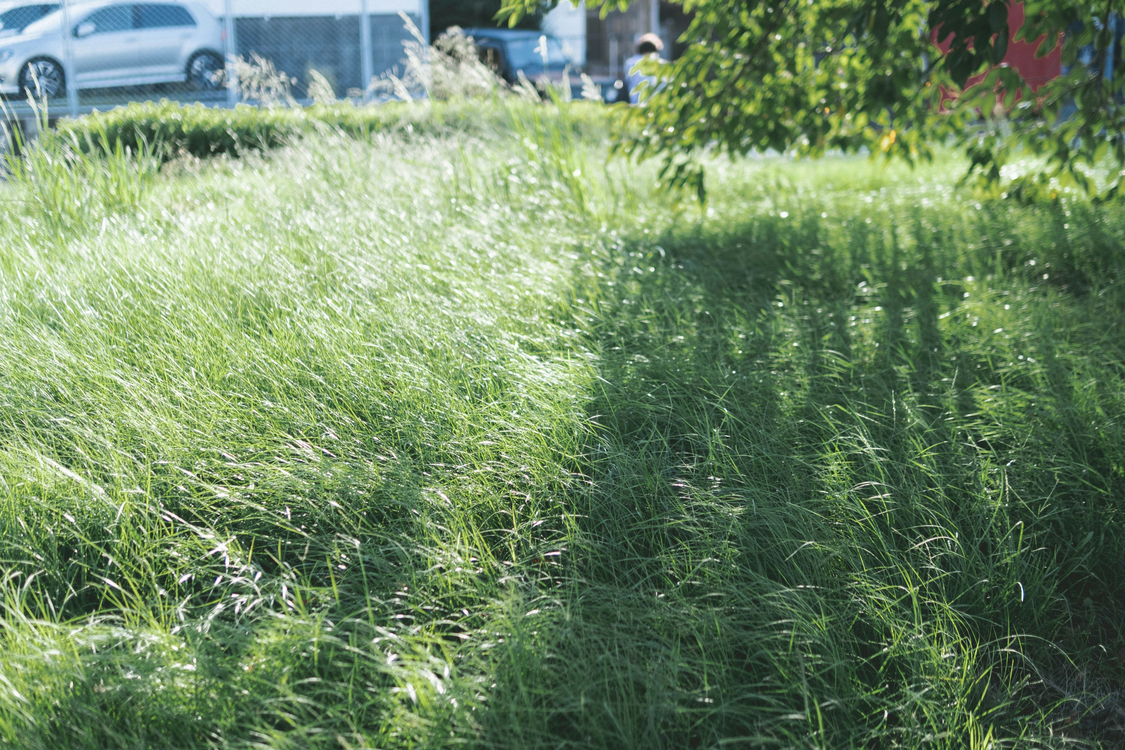 Üppiges grünes Gras mit Schatten, die auf den Boden geworfen werden