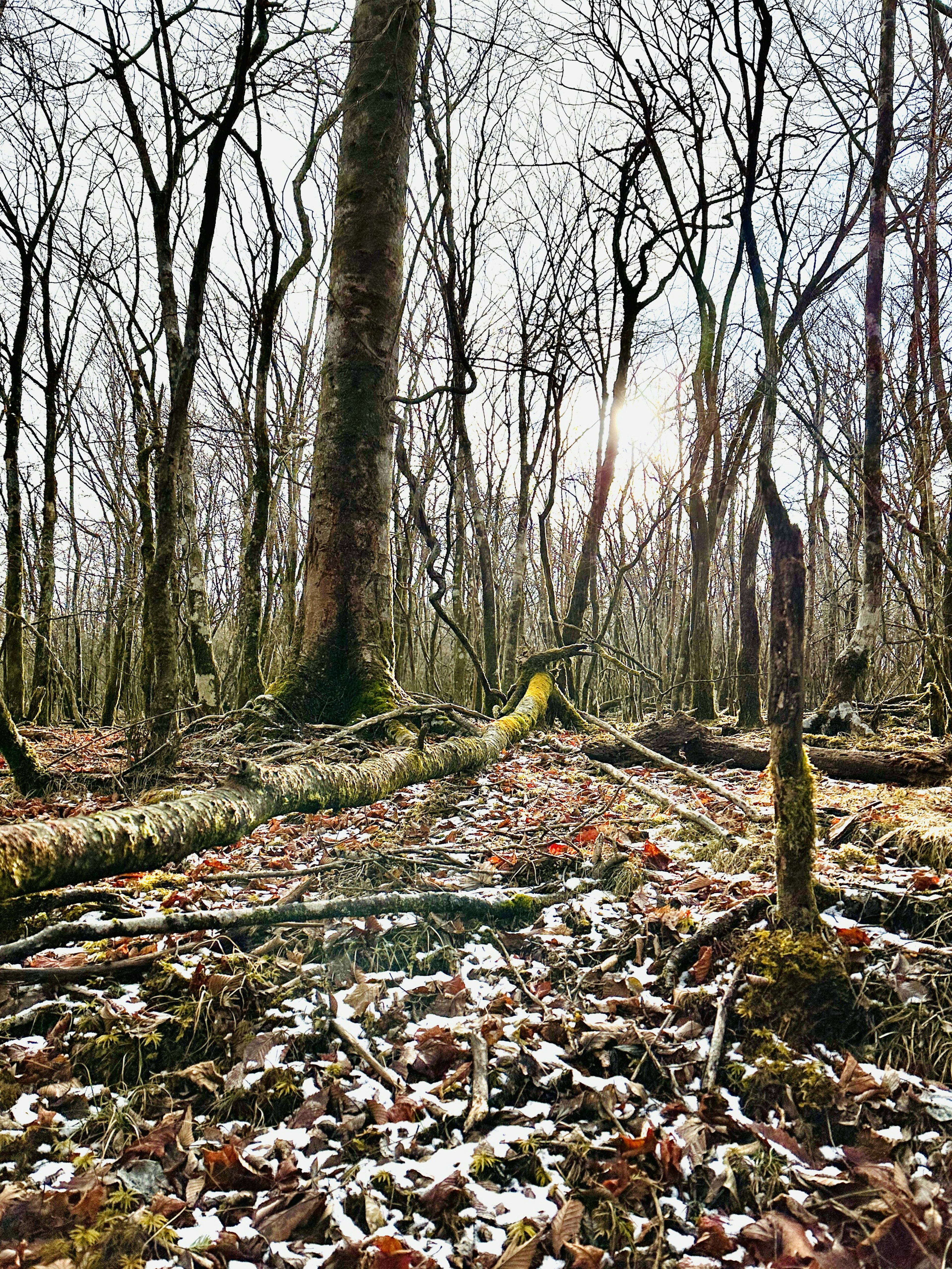 Suelo del bosque cubierto de nieve con hojas caídas y troncos de árboles