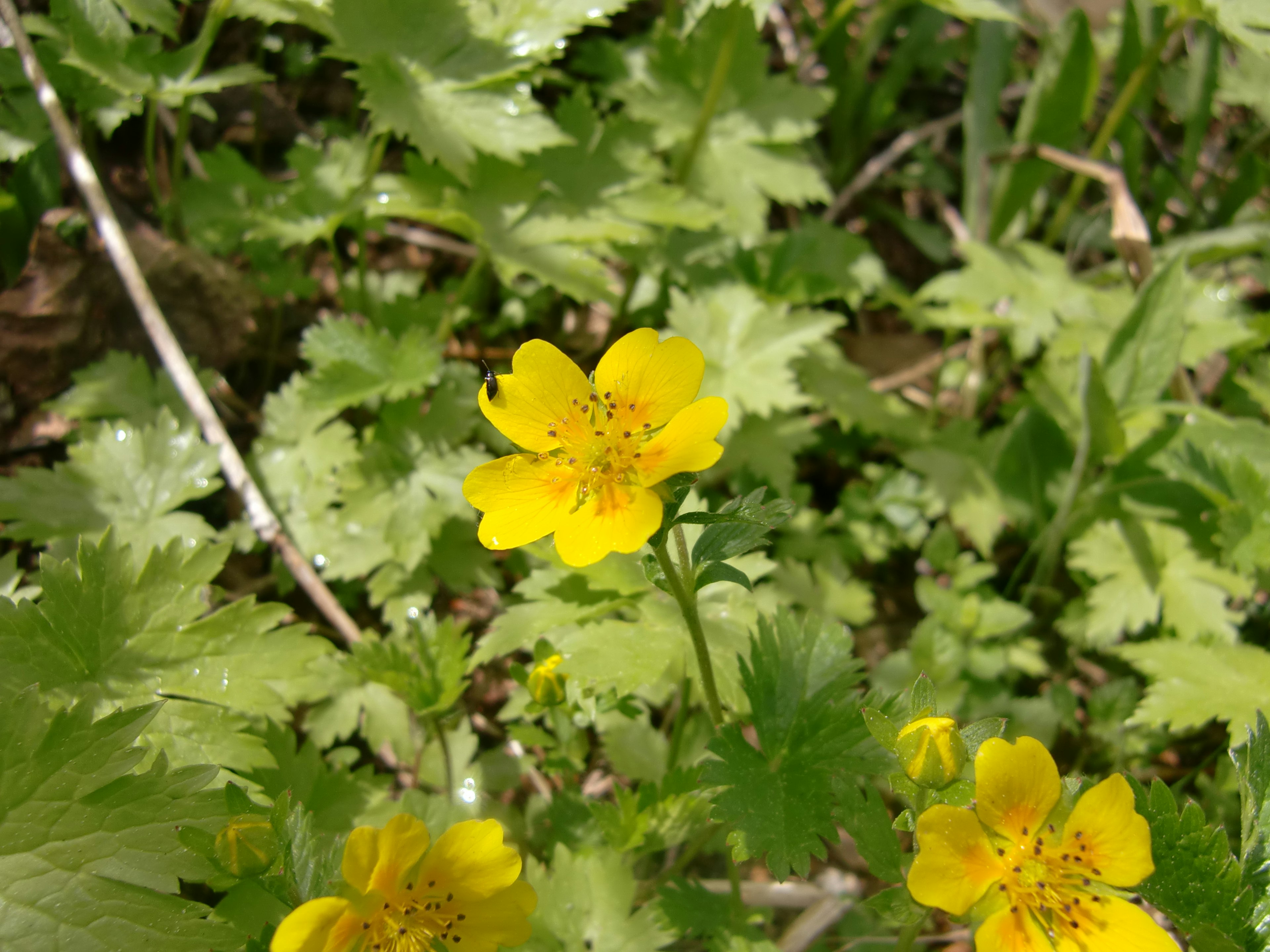 Un grupo de flores amarillas rodeadas de follaje verde