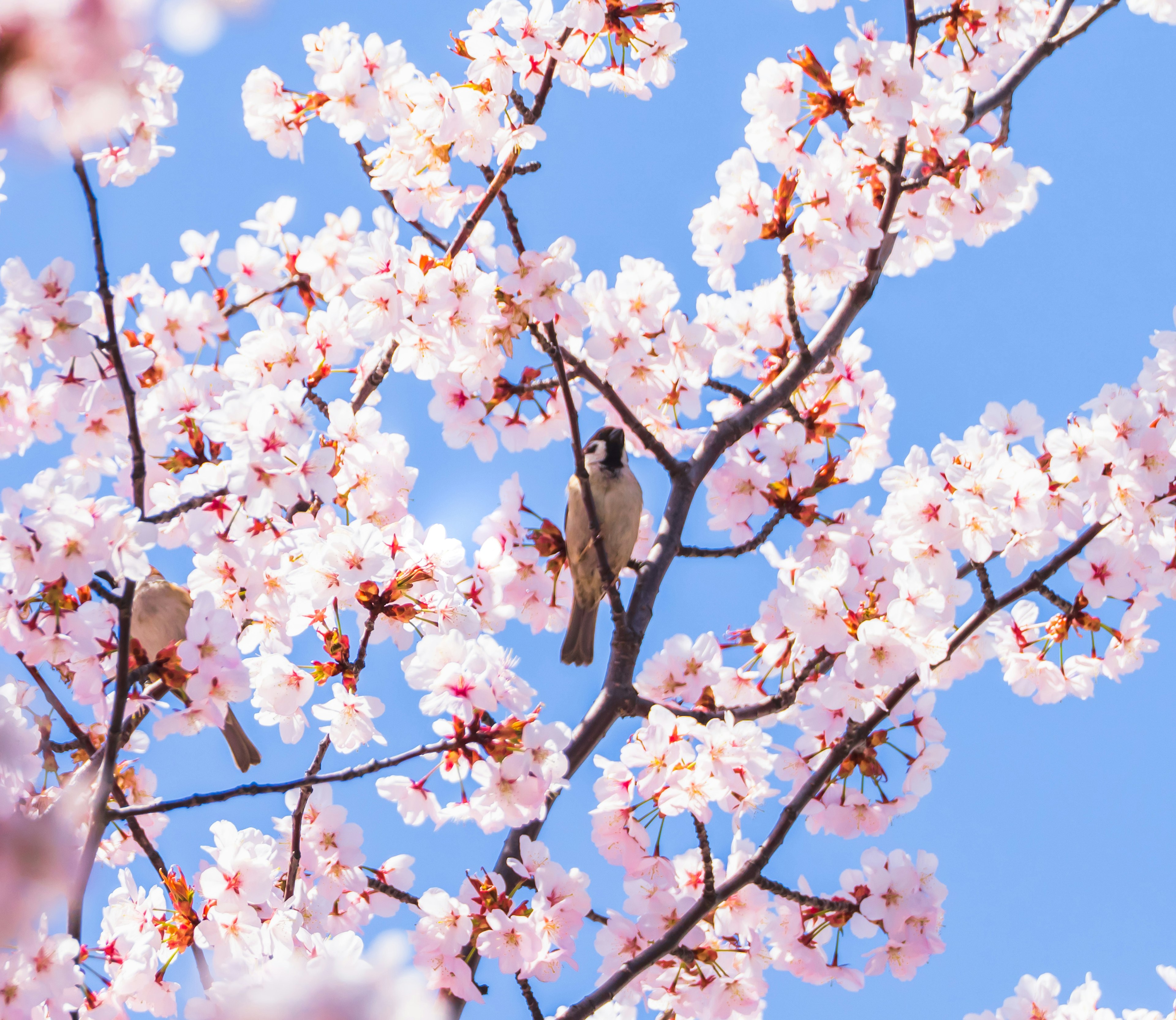 Bird perched among pink cherry blossoms against a blue sky