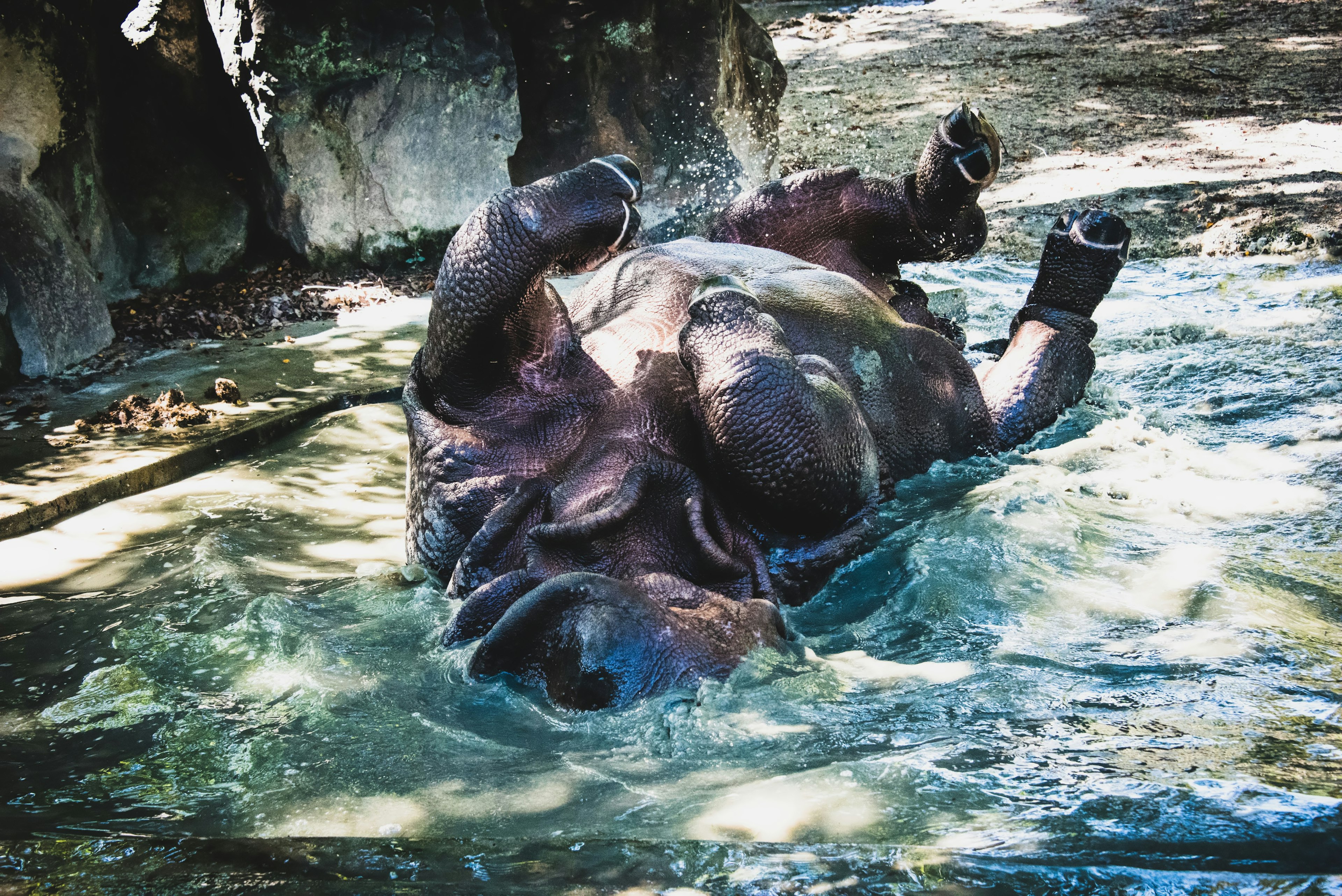 水に浮かぶカバが背中を見せている