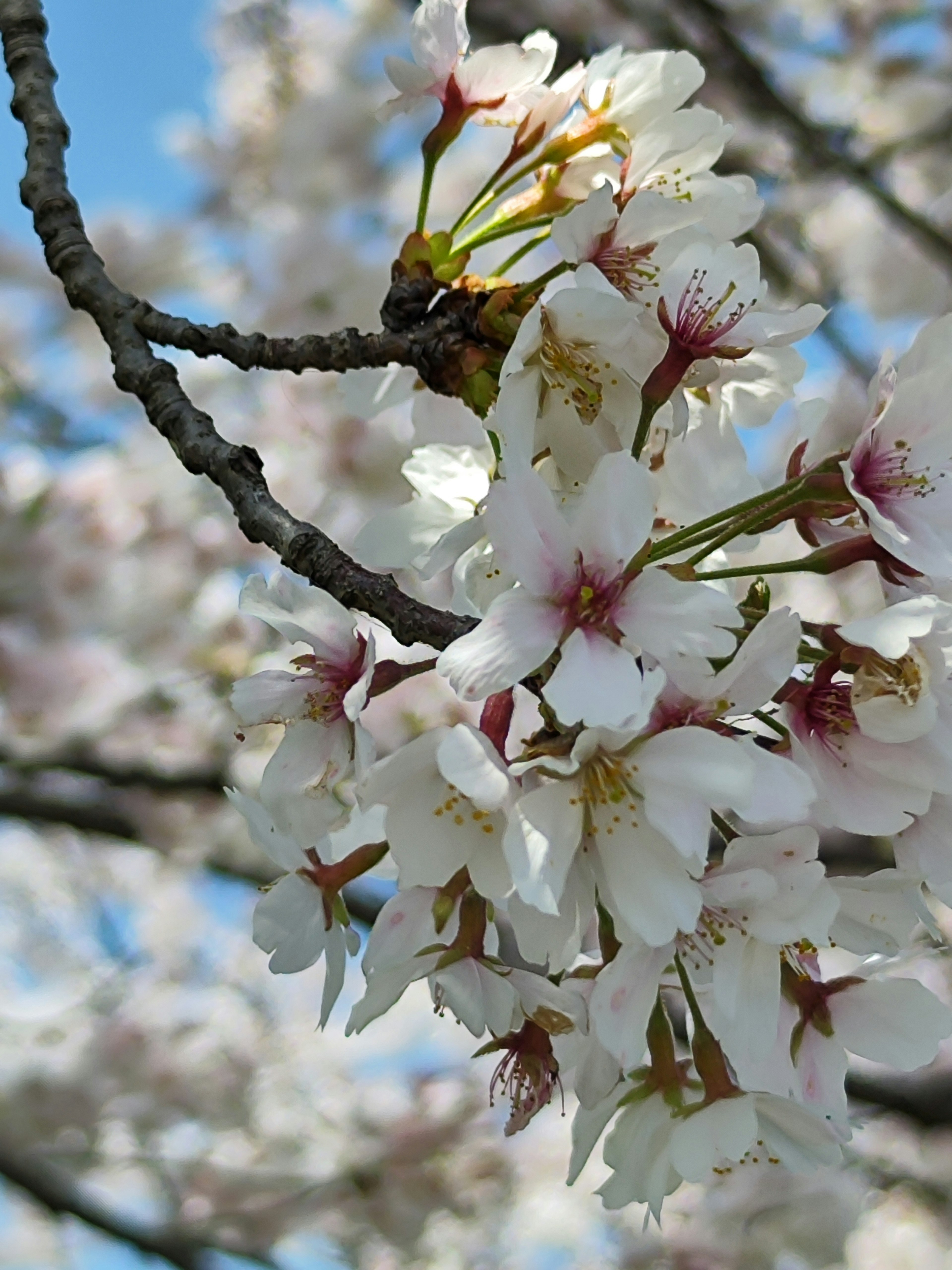 Close-up of cherry blossom flowers on a branch