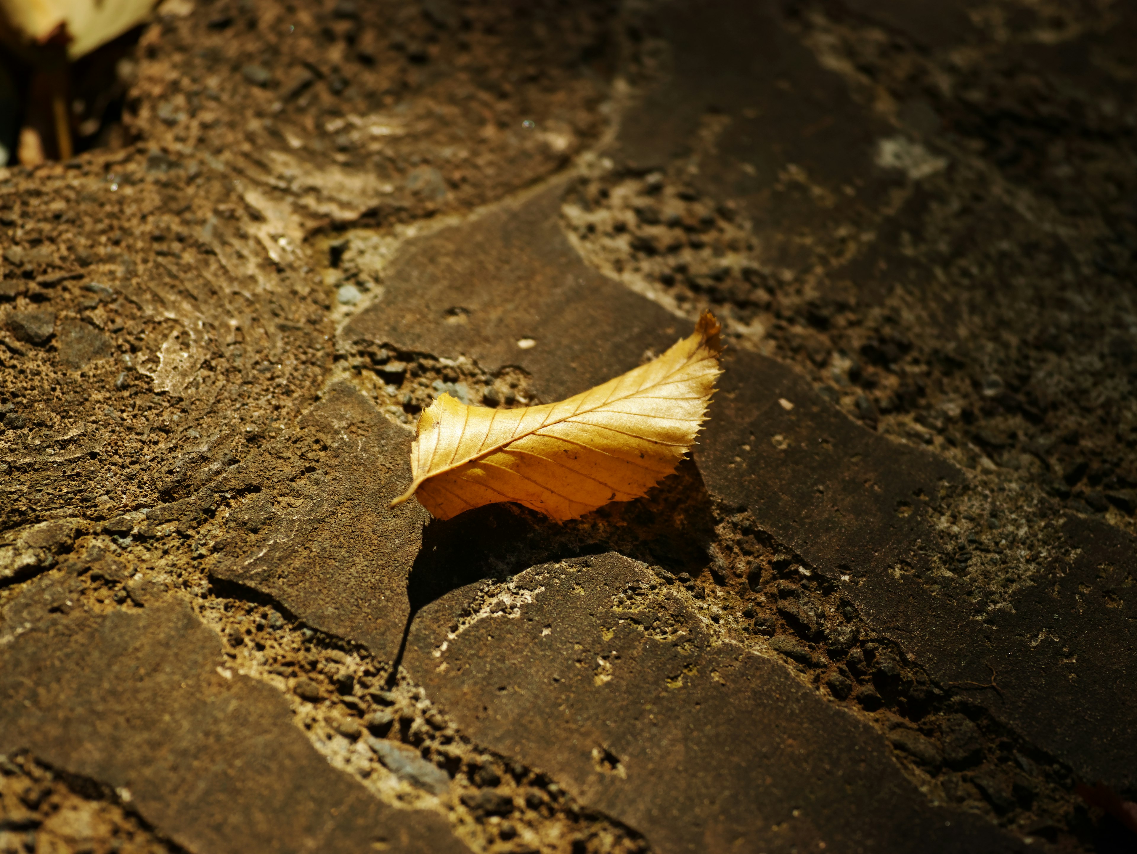 A yellow leaf on a textured stone surface