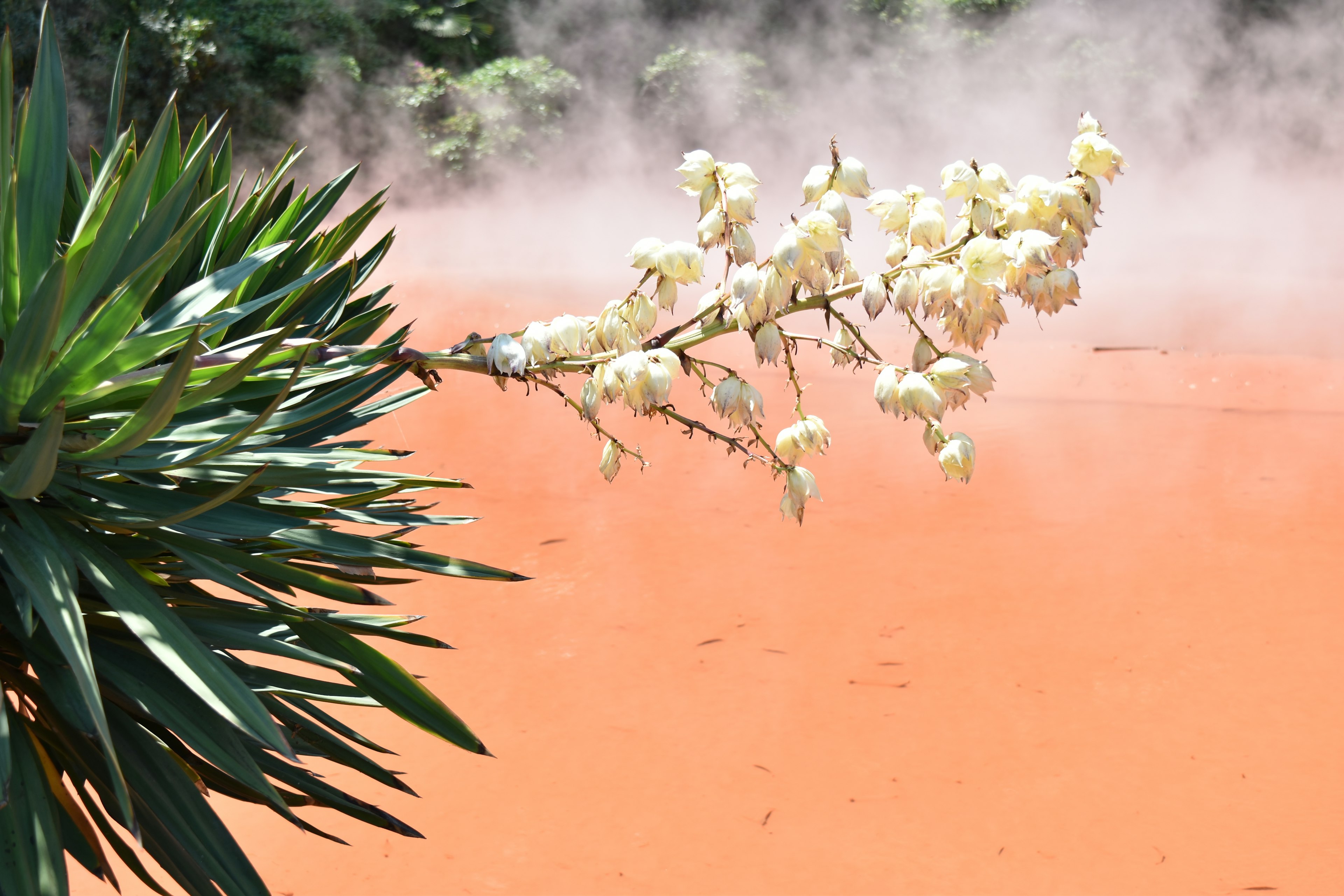 オレンジ色の温泉の背景に白い花を持つ植物の枝