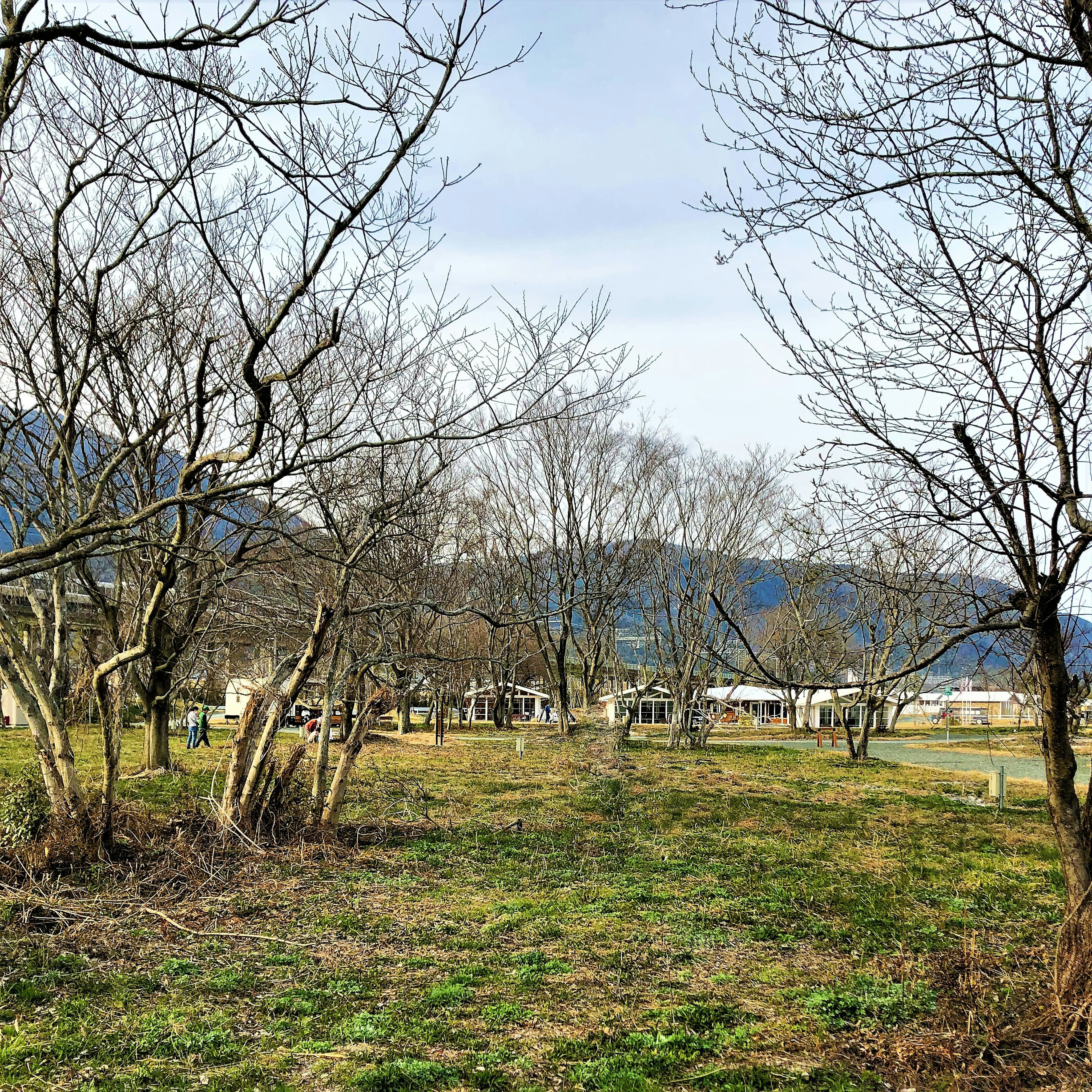 Campo aperto con alberi radi e sfondo montano