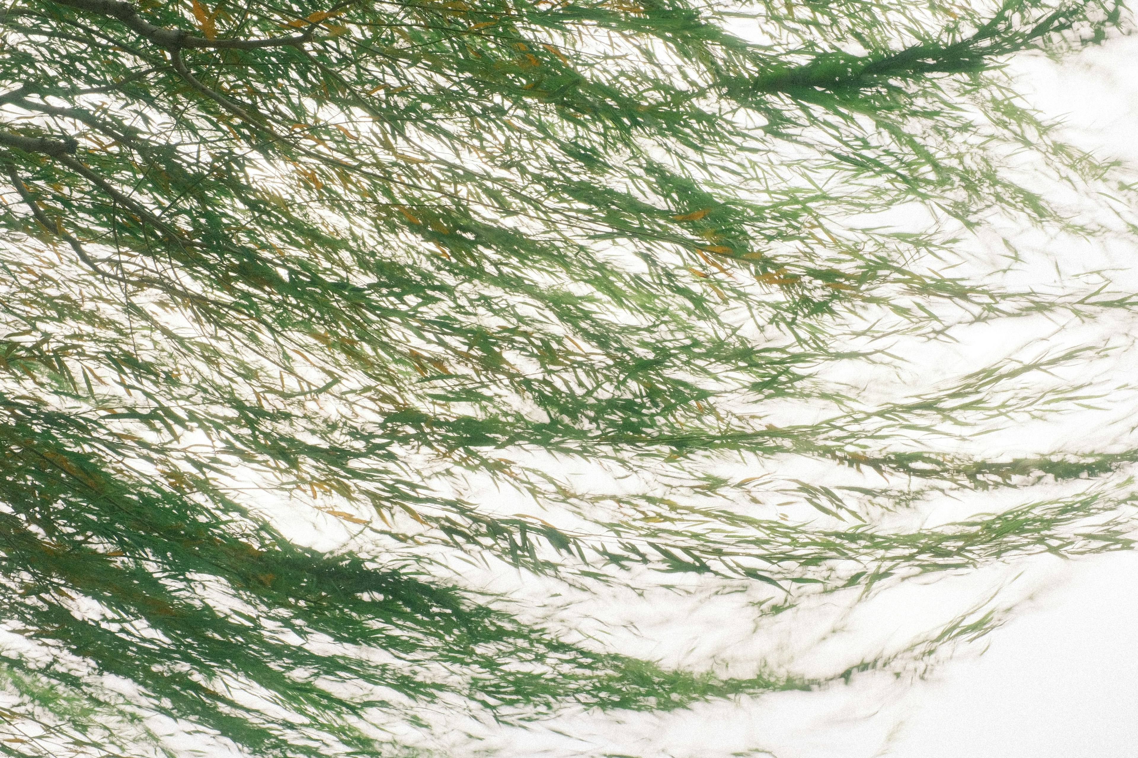 Long green plant strands flowing against a white background