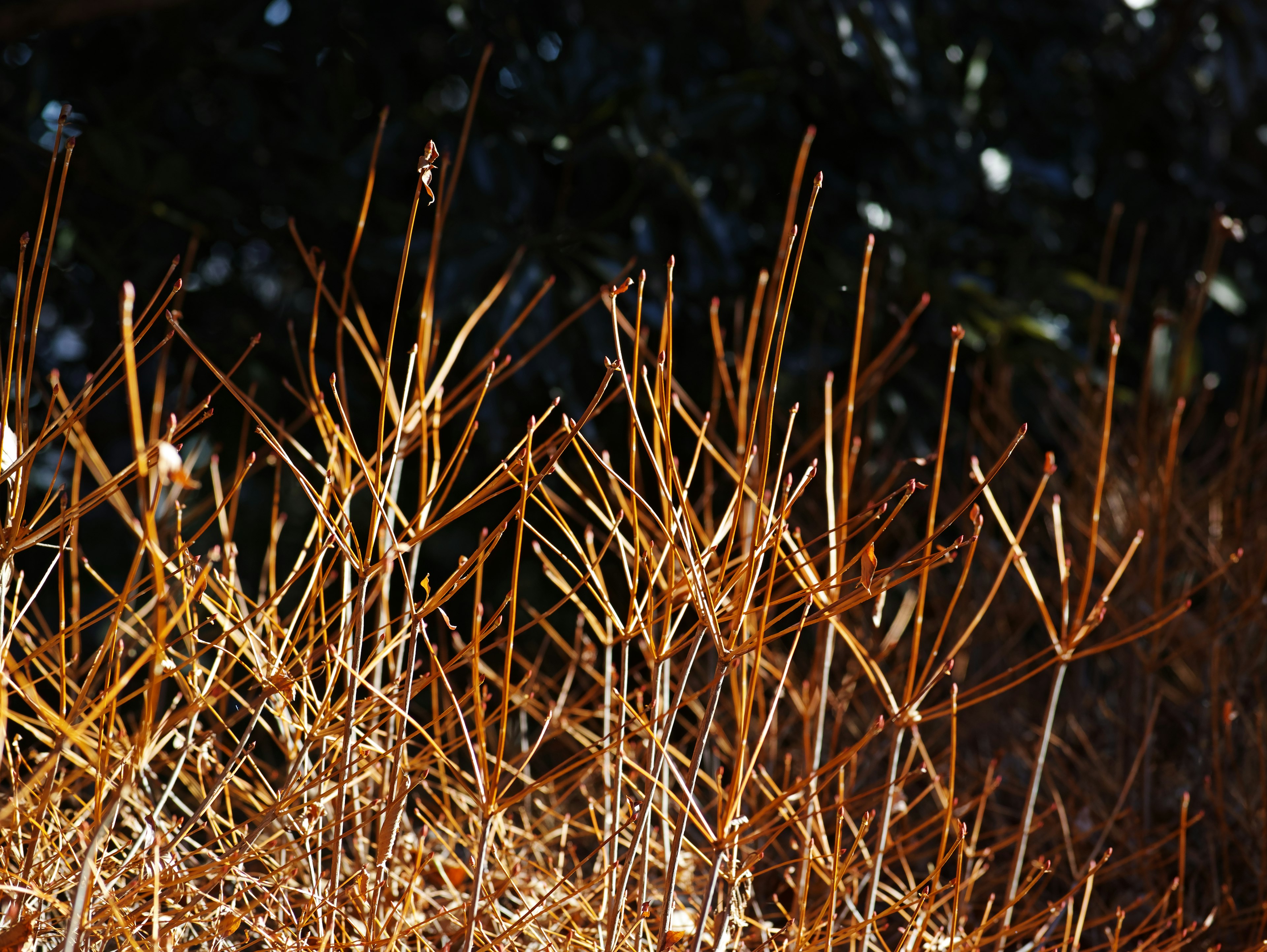 Goldene trockene Grasstängel heben sich vor einem dunklen Hintergrund ab