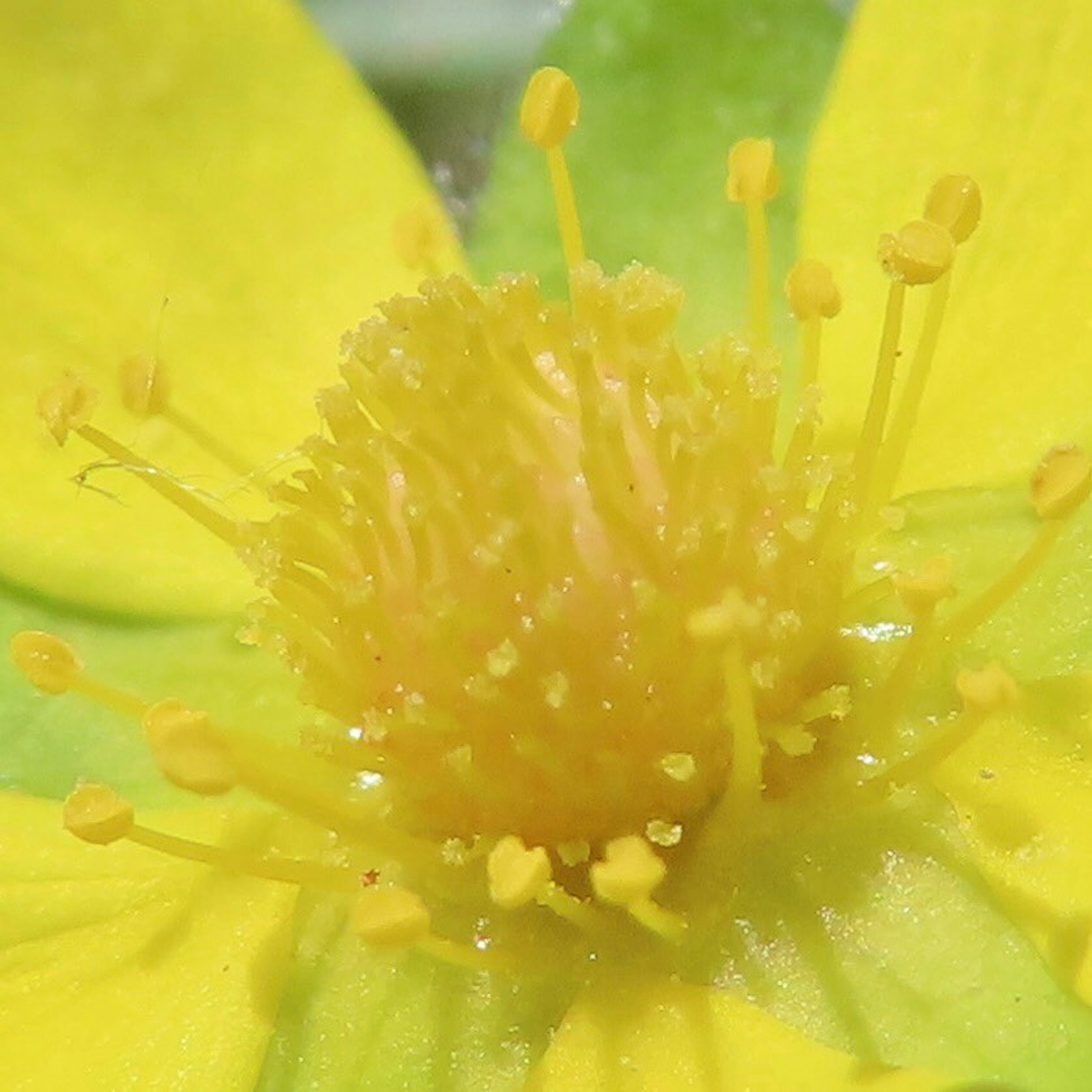 Pemotretan close-up bunga kuning cerah dengan benang sari rumit