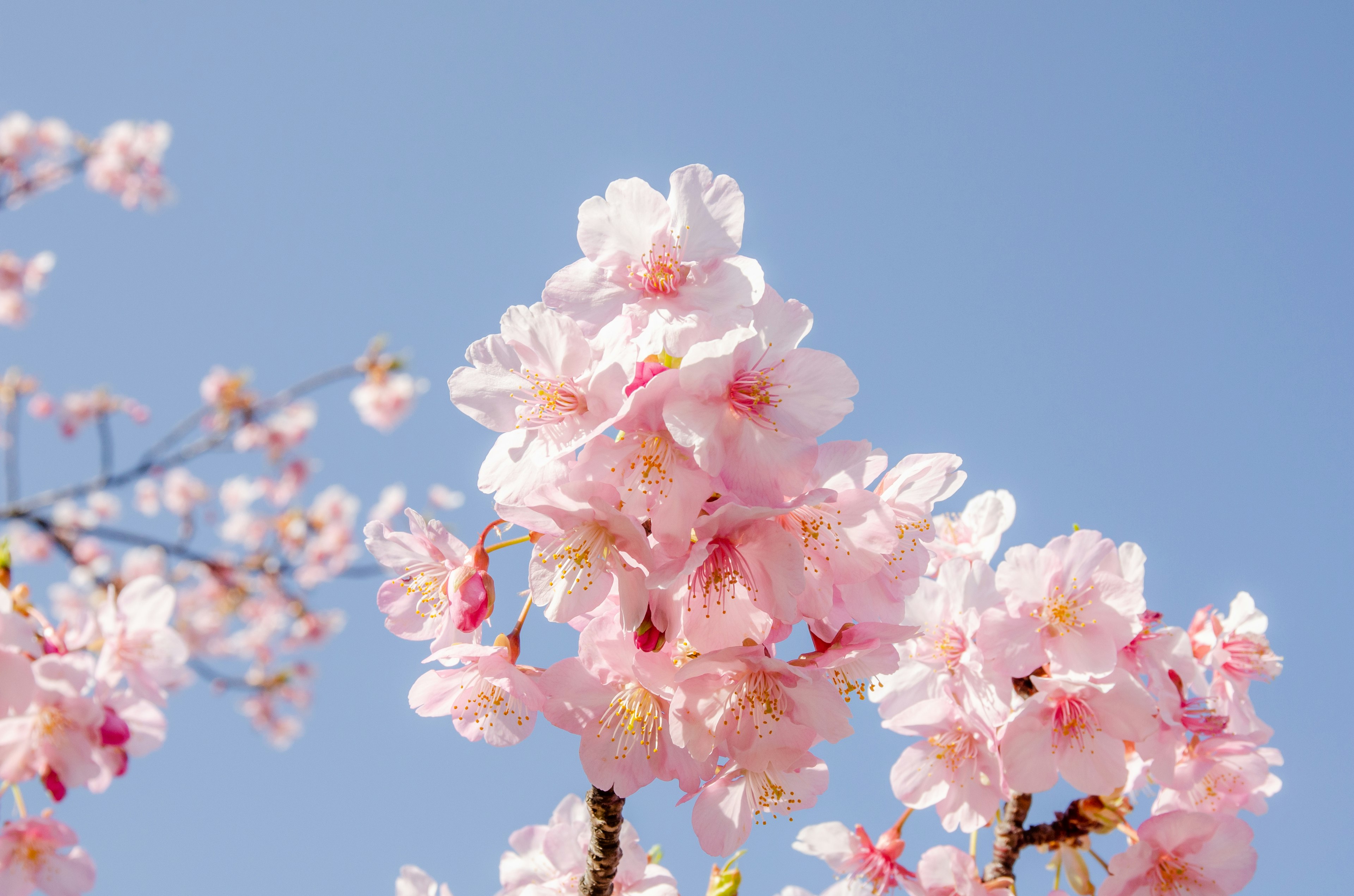 Close-up of blooming cherry blossoms against a blue sky