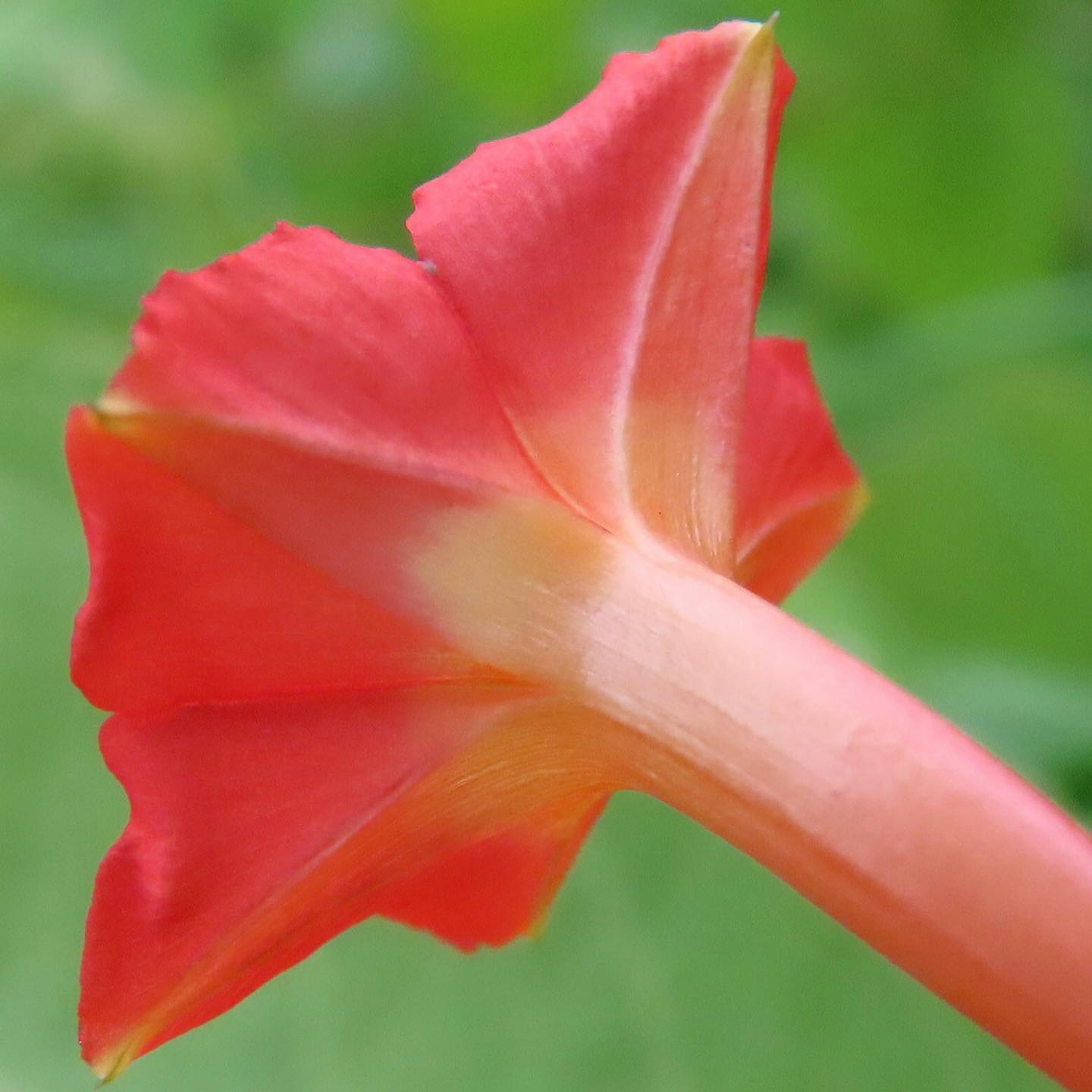 Nahaufnahme der Rückseite einer roten Blume mit grünem Hintergrund