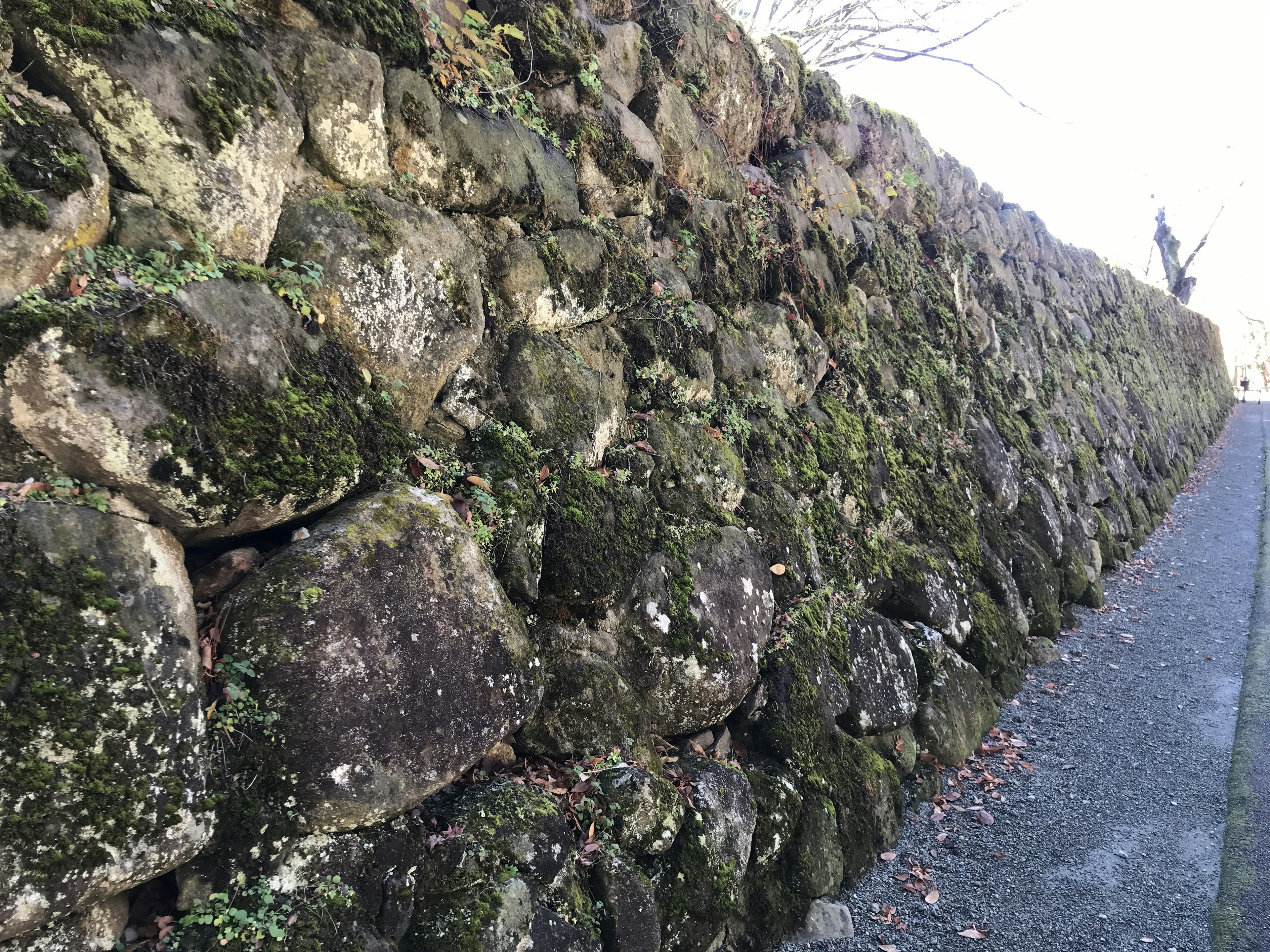 Mur en pierre couvert de mousse le long d'un chemin