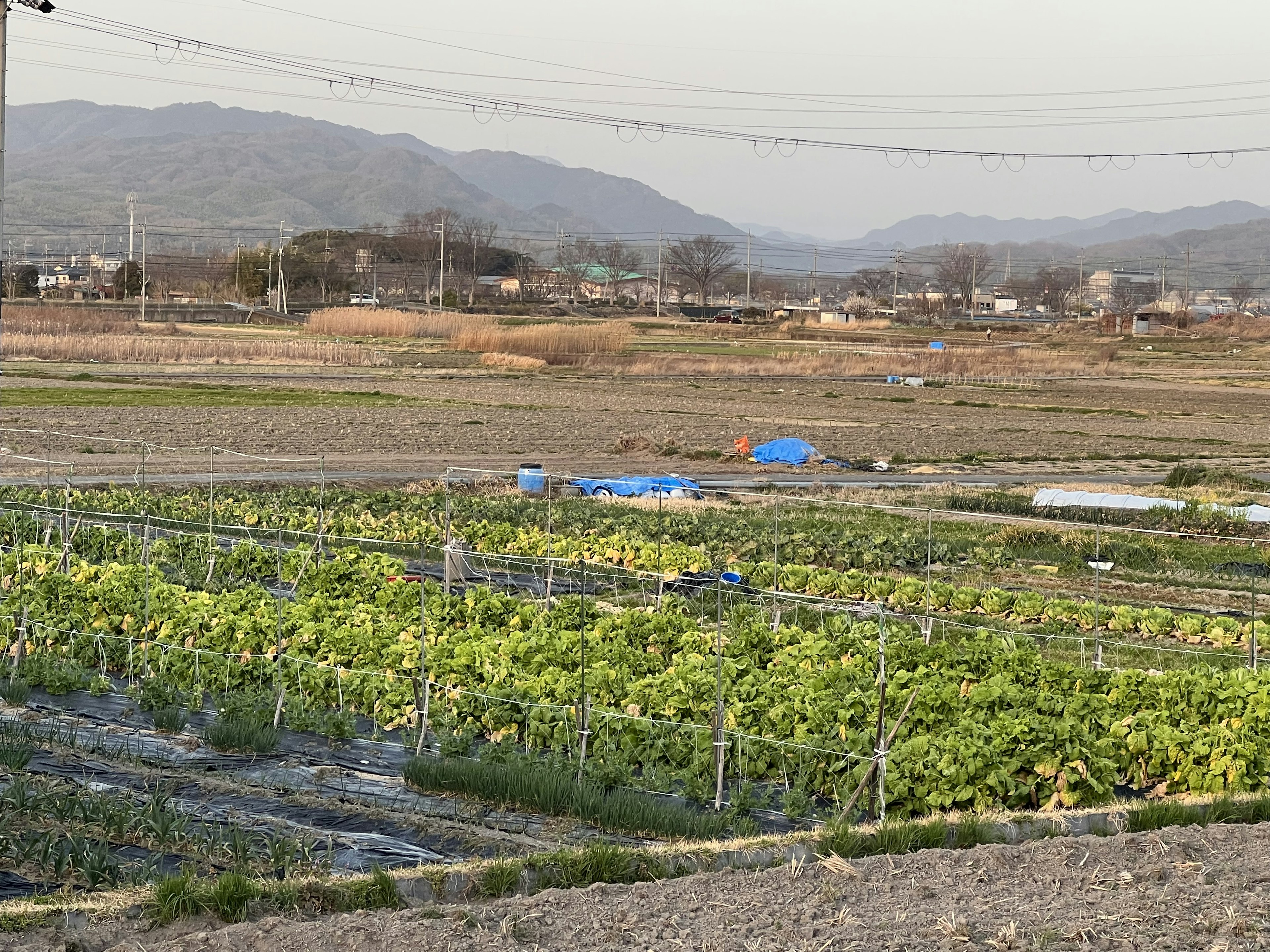 Expansive fields with crops under a clear sky and mountains in the background