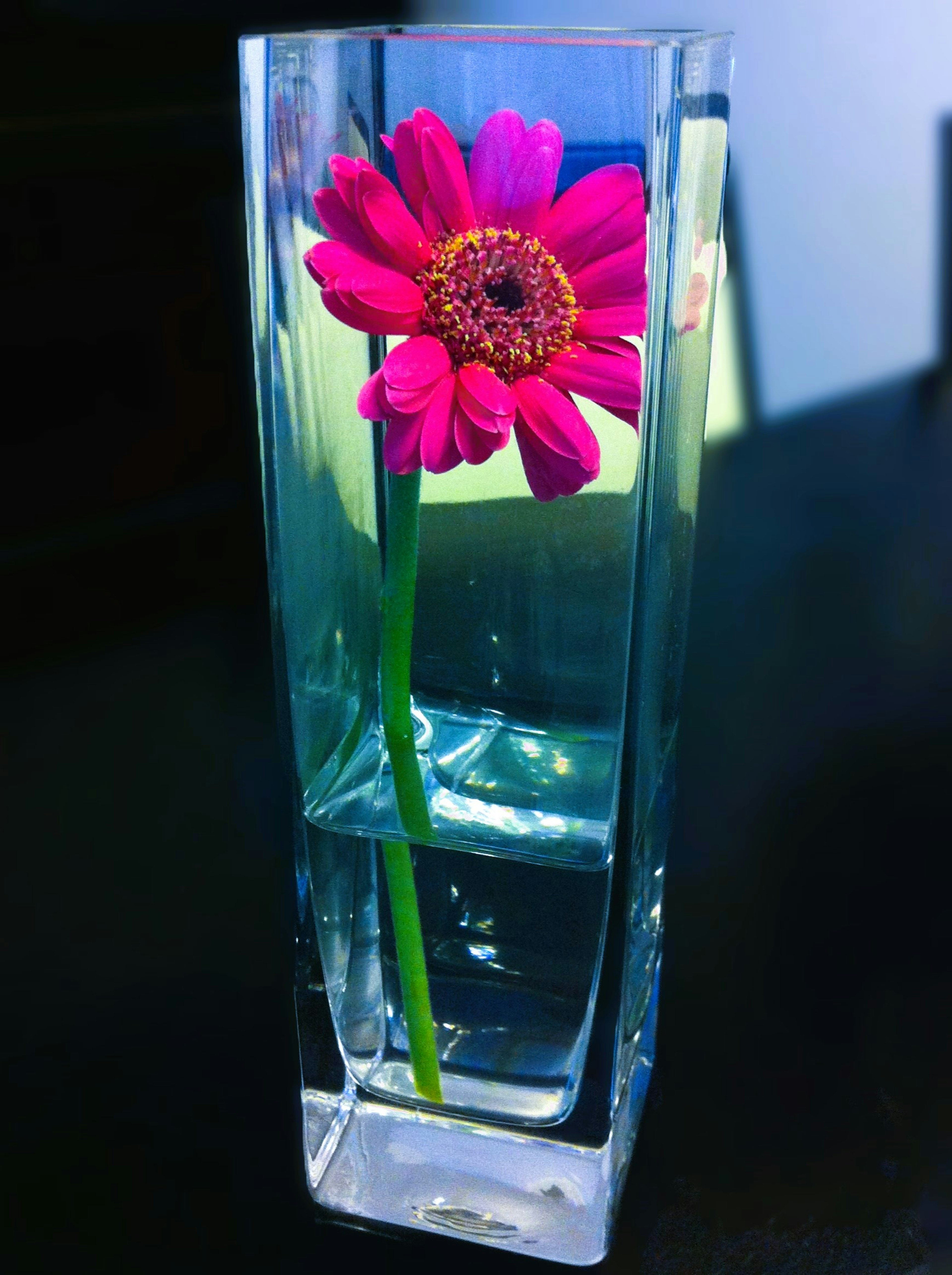 Fleur de gerbera rose dans un vase transparent rempli d'eau